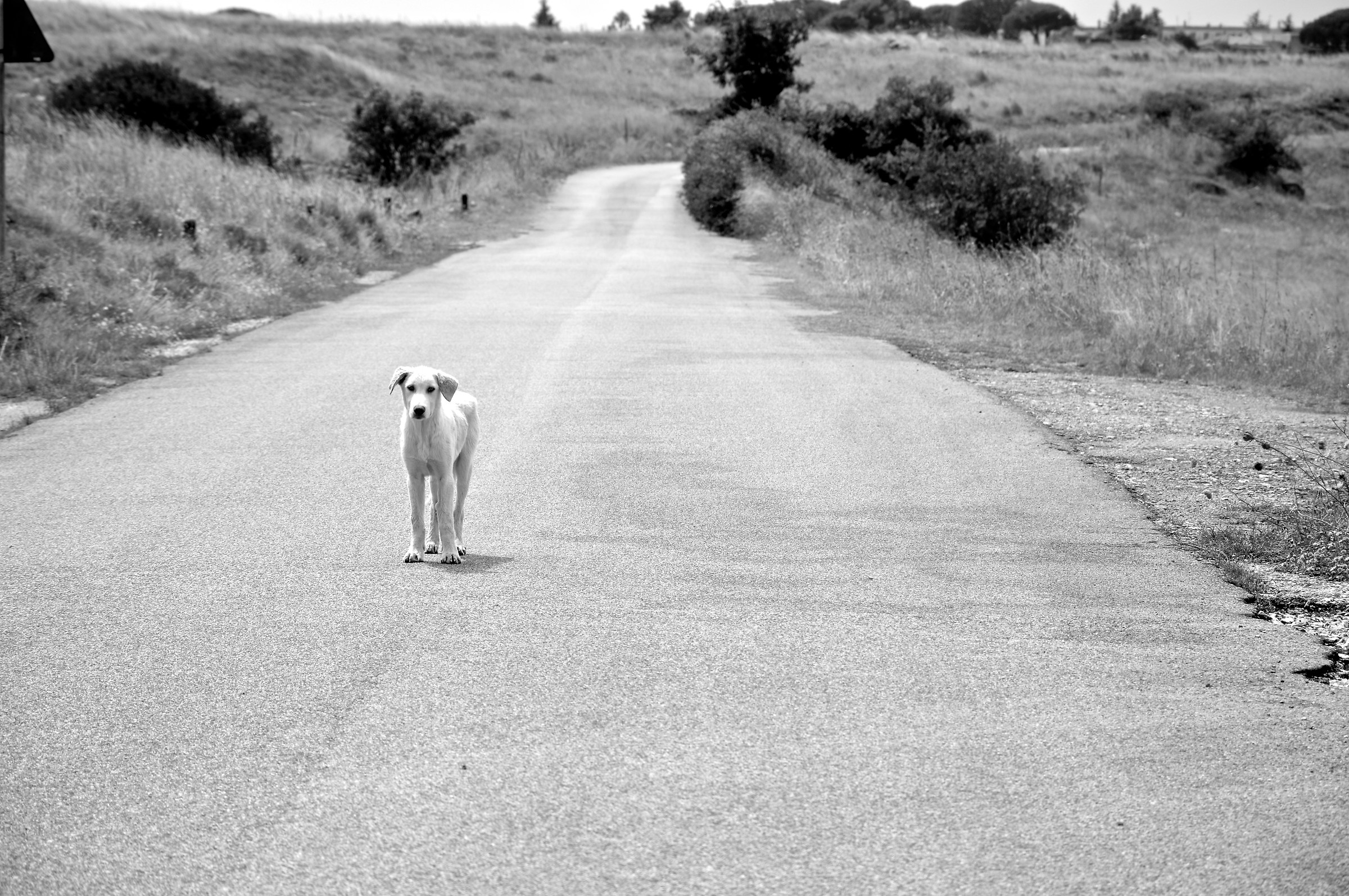 Surrounding Matera with cane, August 2016 #BiancoeNero