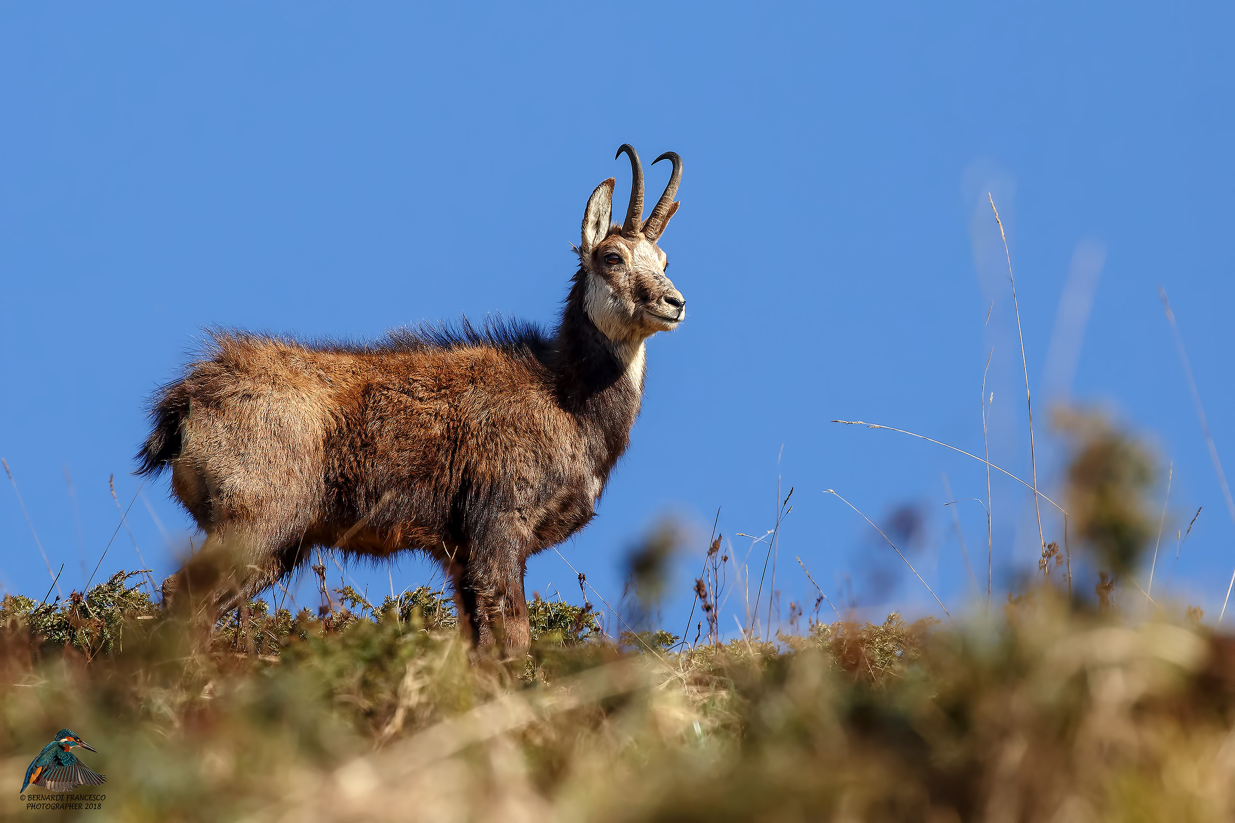 Camoscio alpino "Rupicapra rupicapra"