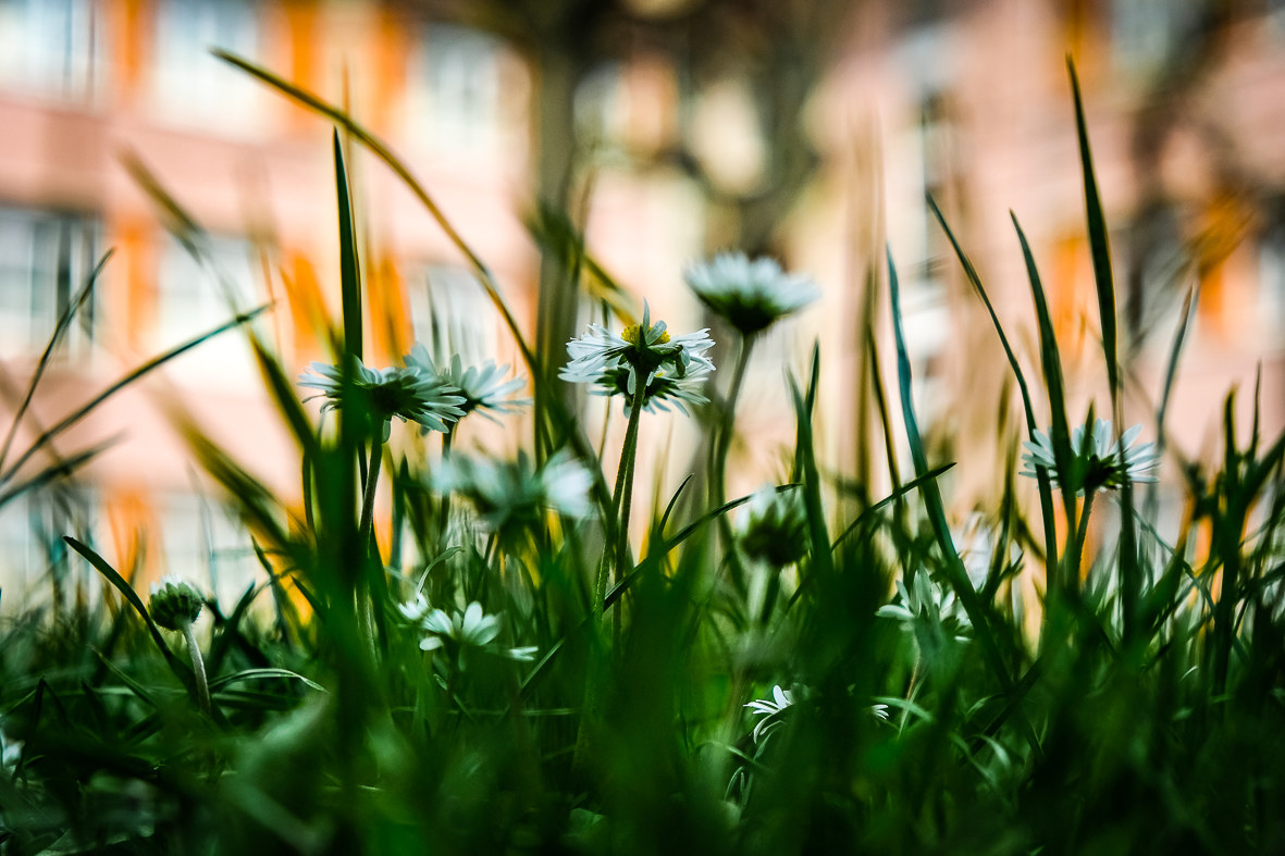 Alta...come un fiore