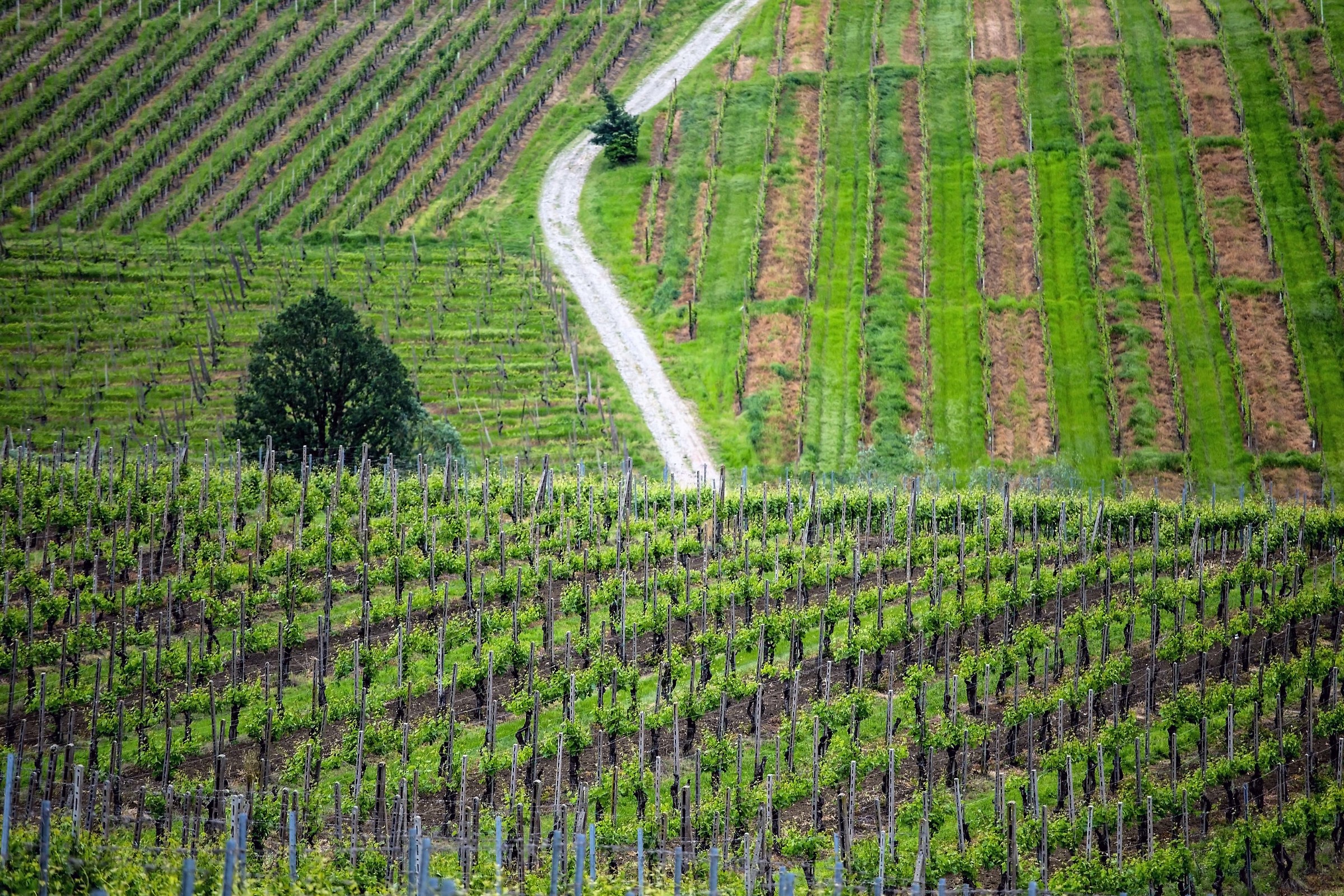 Lines and colors in the vineyards
