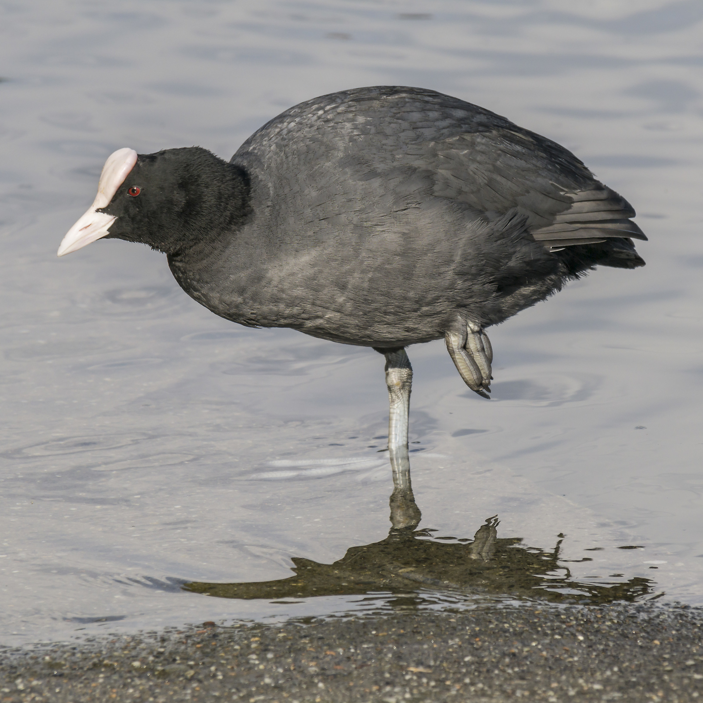 Coot