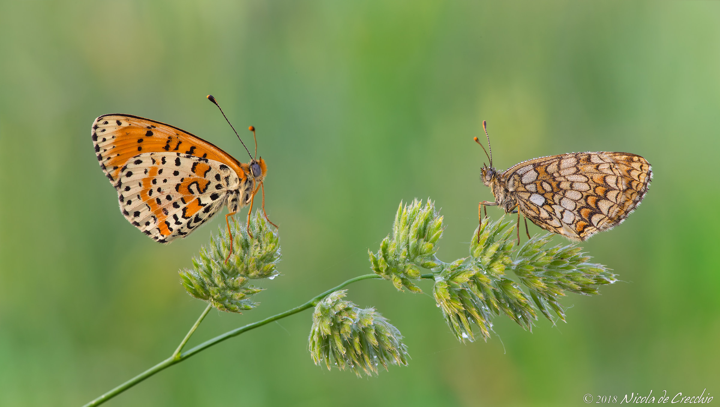 Fritillary Didyma and Nevadensis