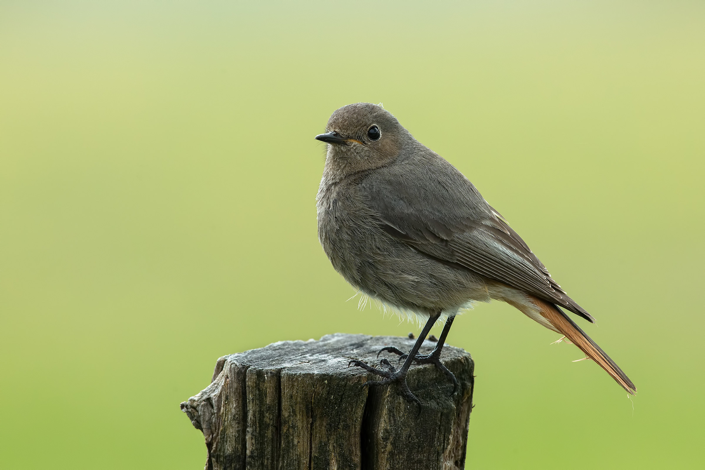 Redstart Chimney sweep (f)