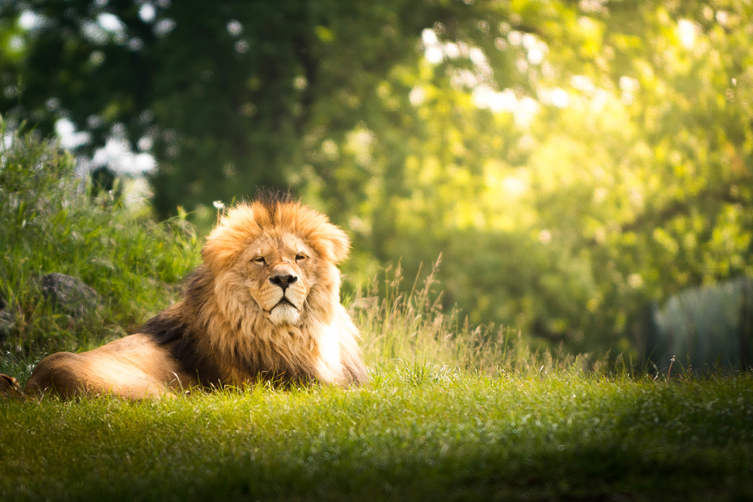 King of the jungle - Pombia safari park