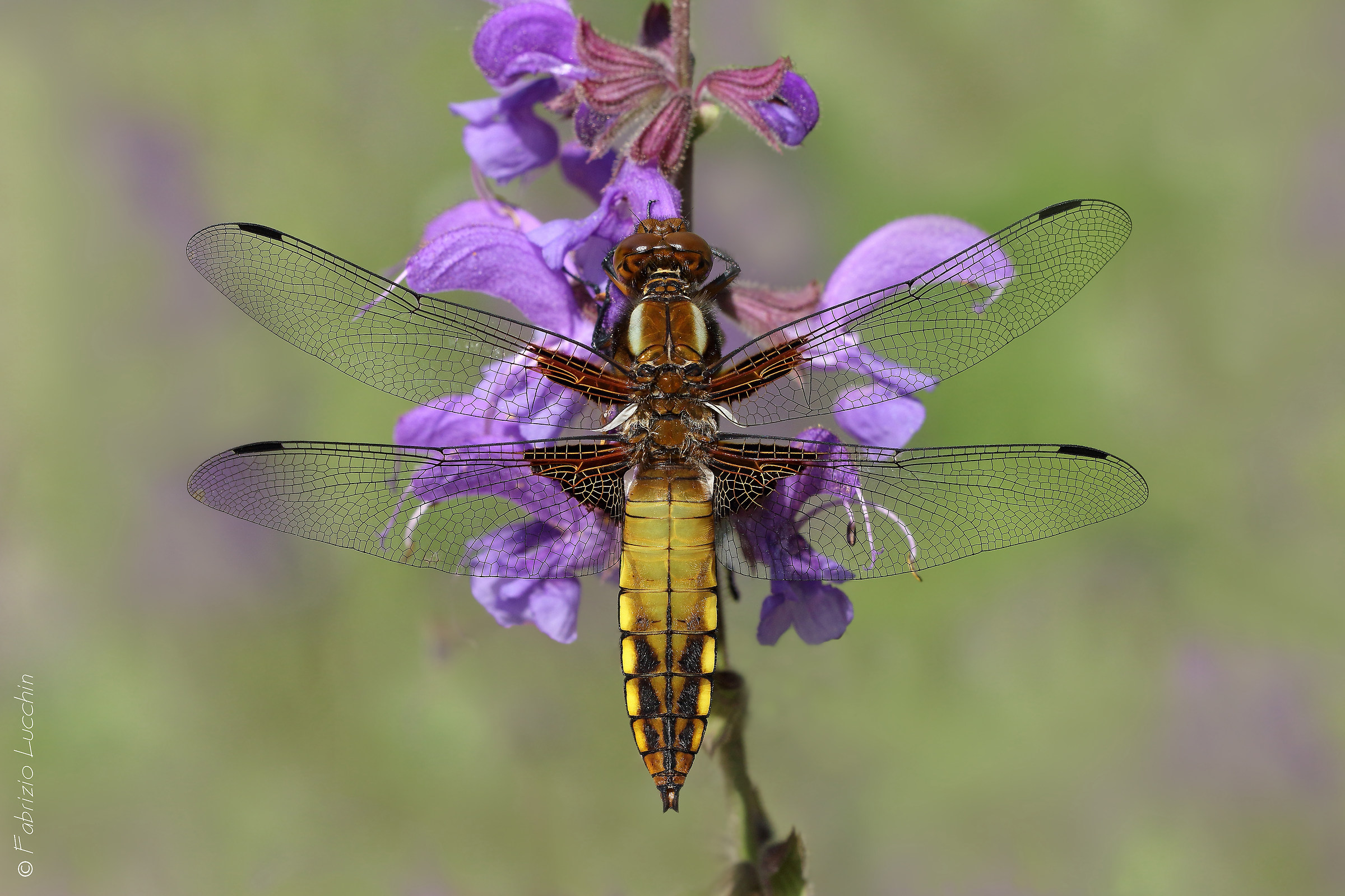 Libellula depressa (esemplare femmina)