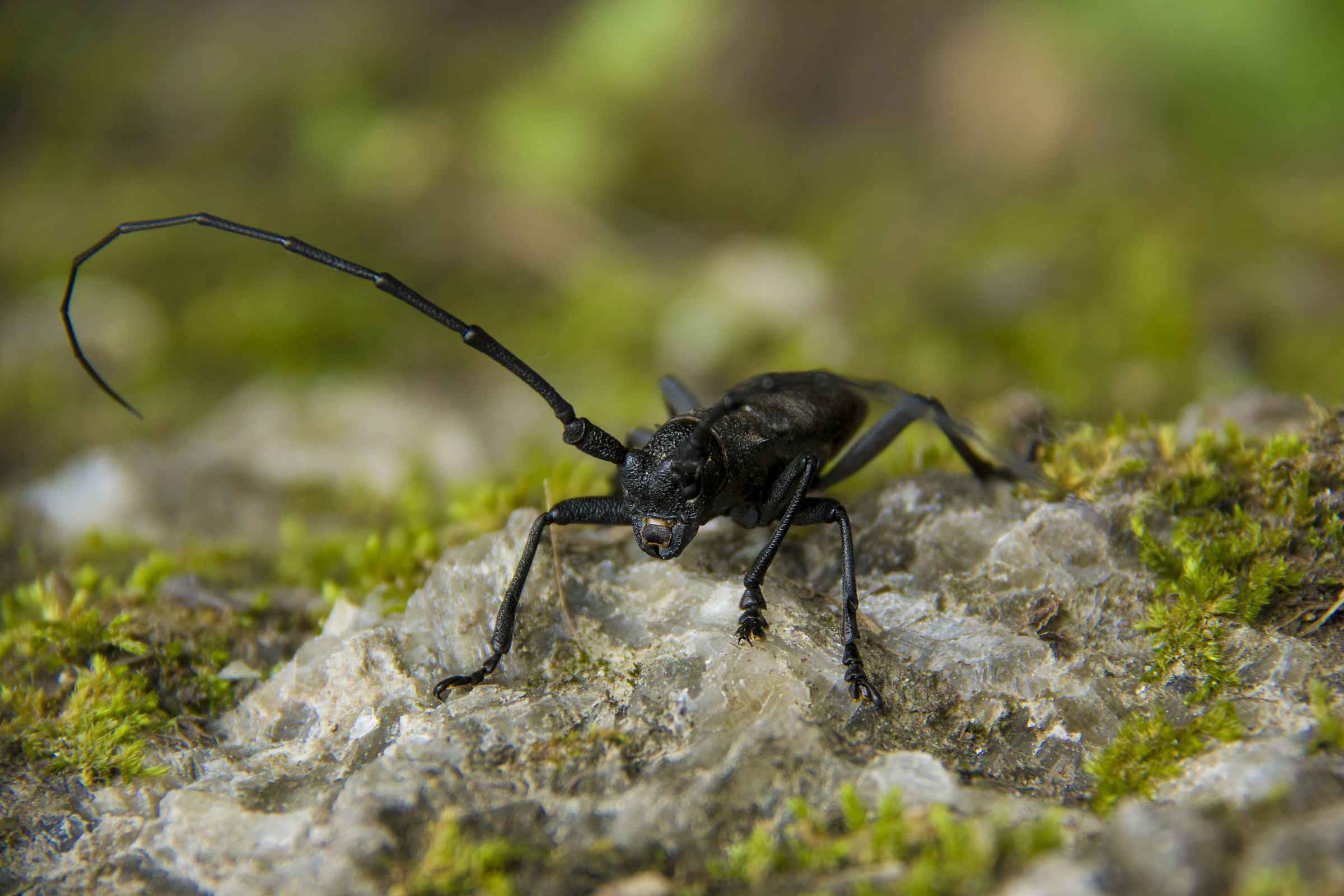 Morimus asper on surfacing of plaster
