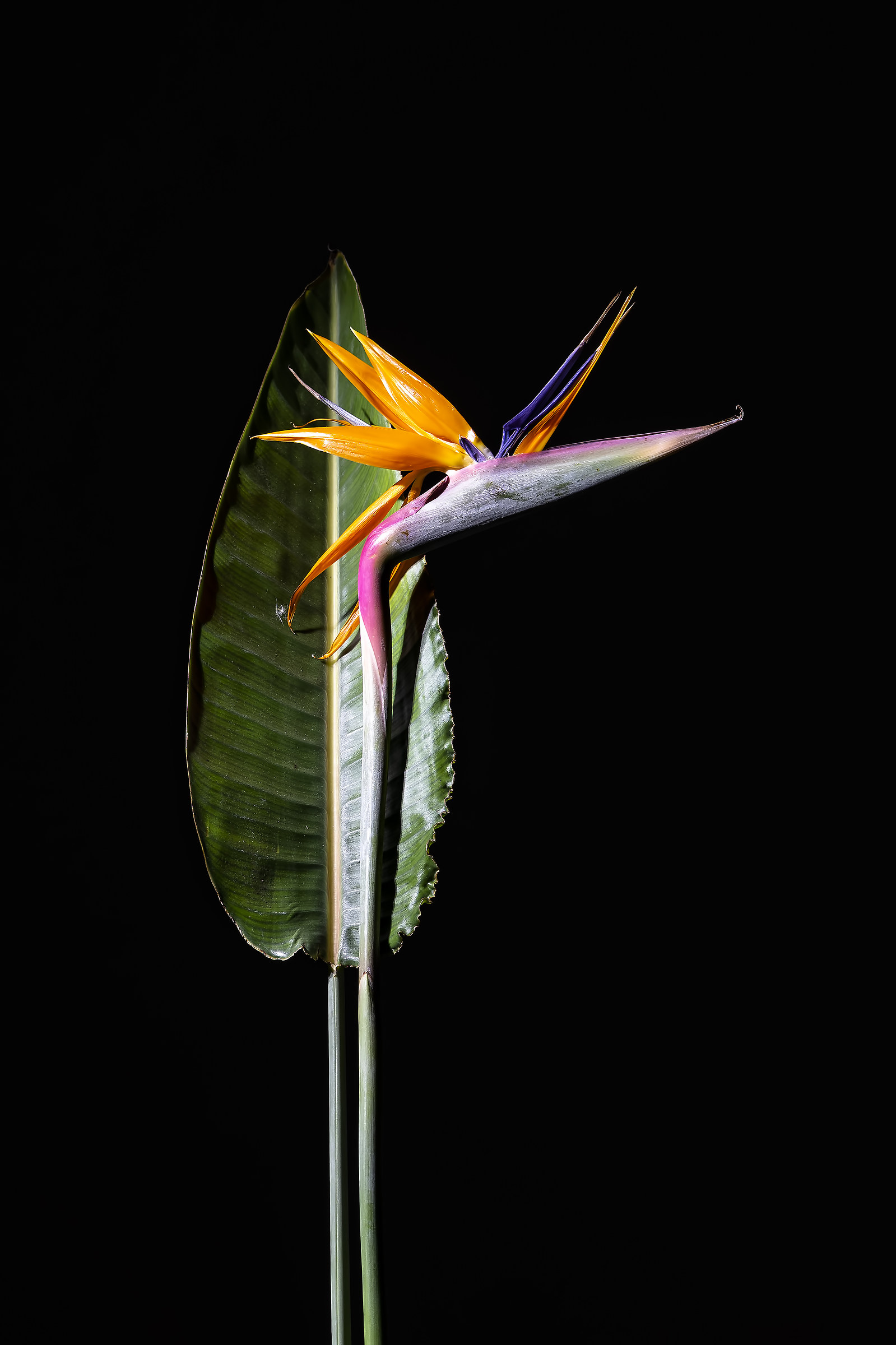 Un fiore particolare non comune - Strelizia