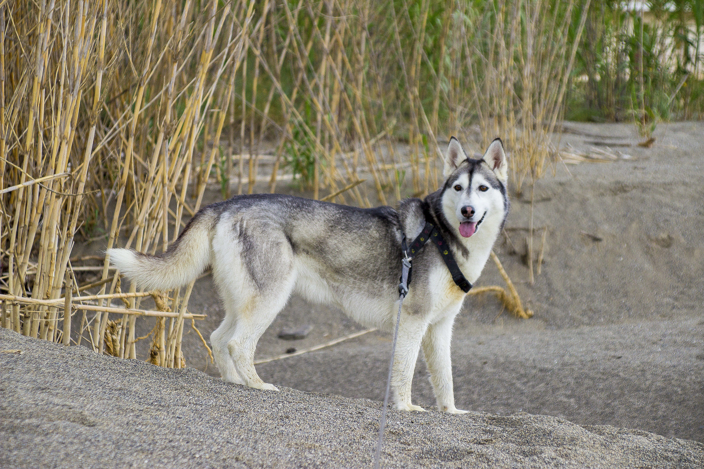Siberian Husky