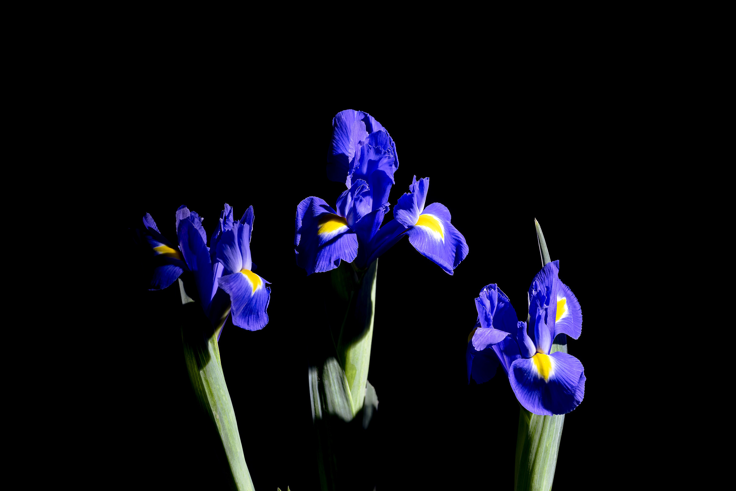 Iris