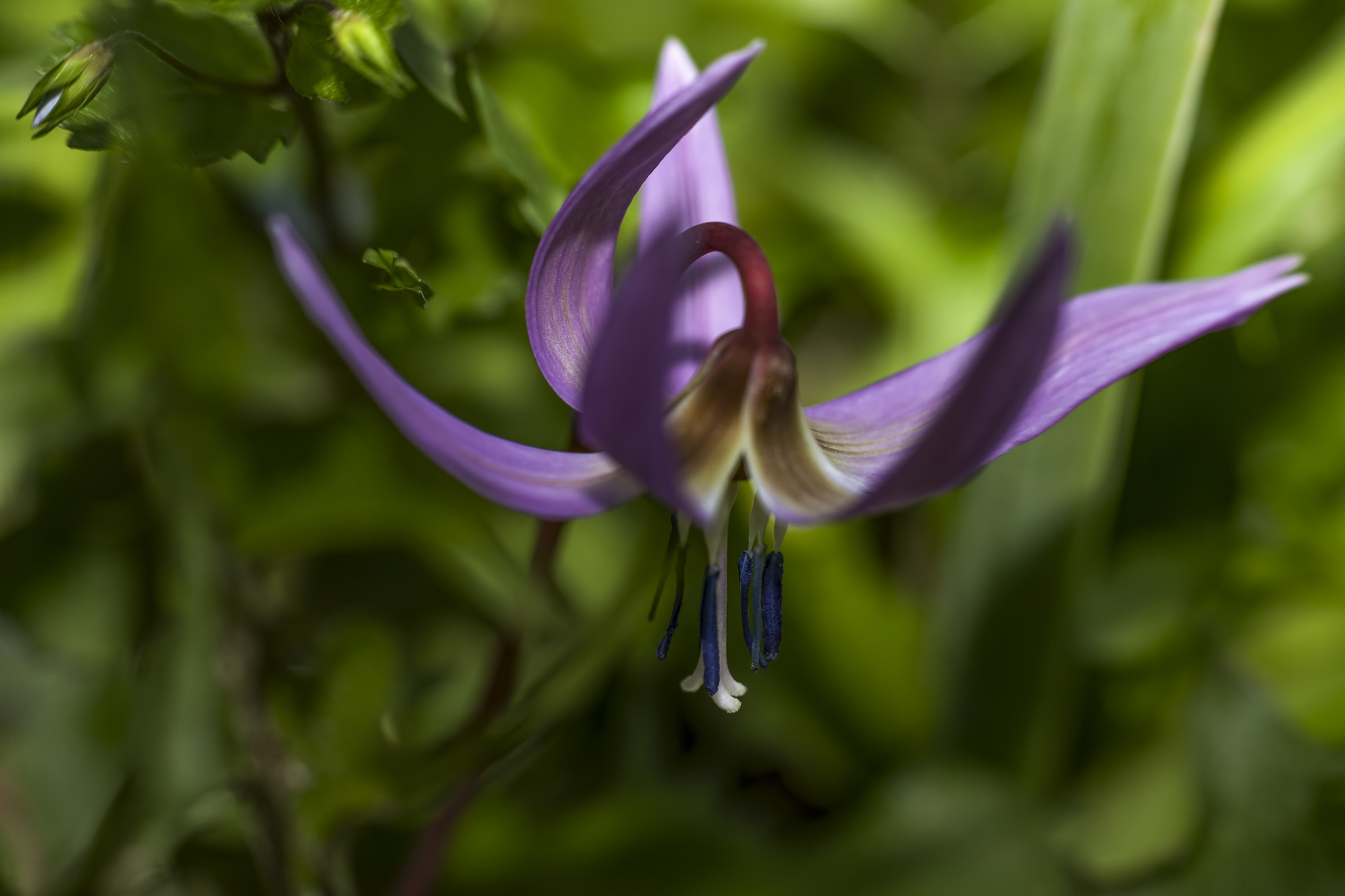 passeggiando nei boschi