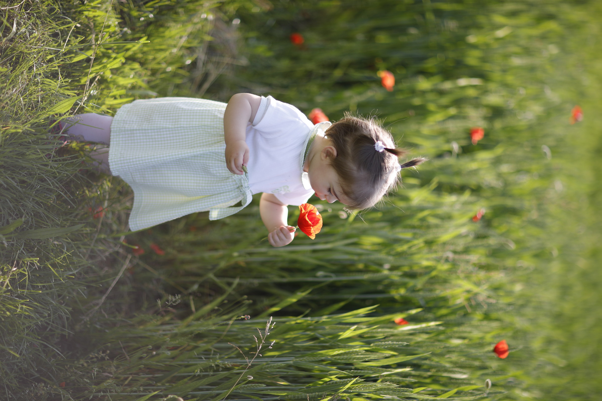 Wheat and Poppies