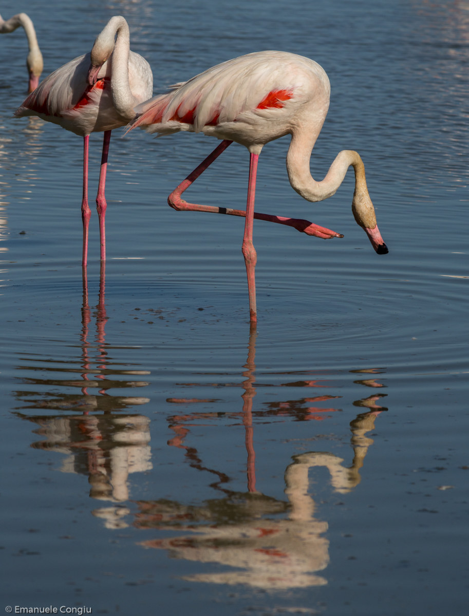 Centoquattordici Flamingos
