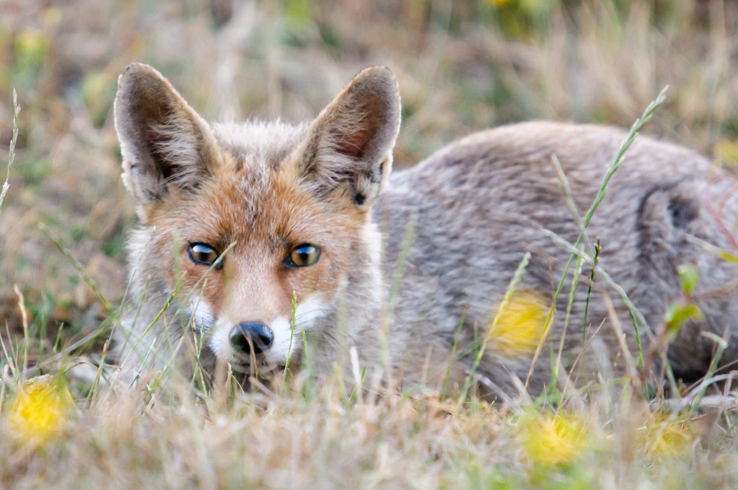 Volpe e fiori estivi