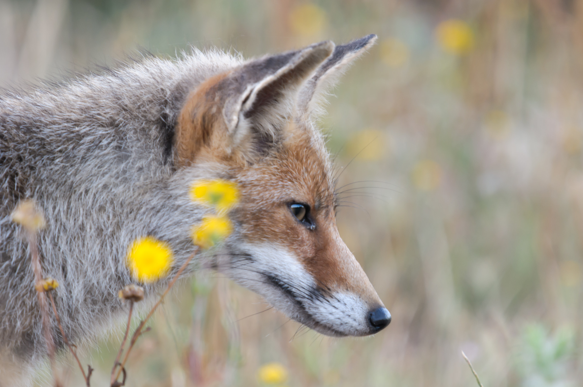 Volpe e fiori estivi