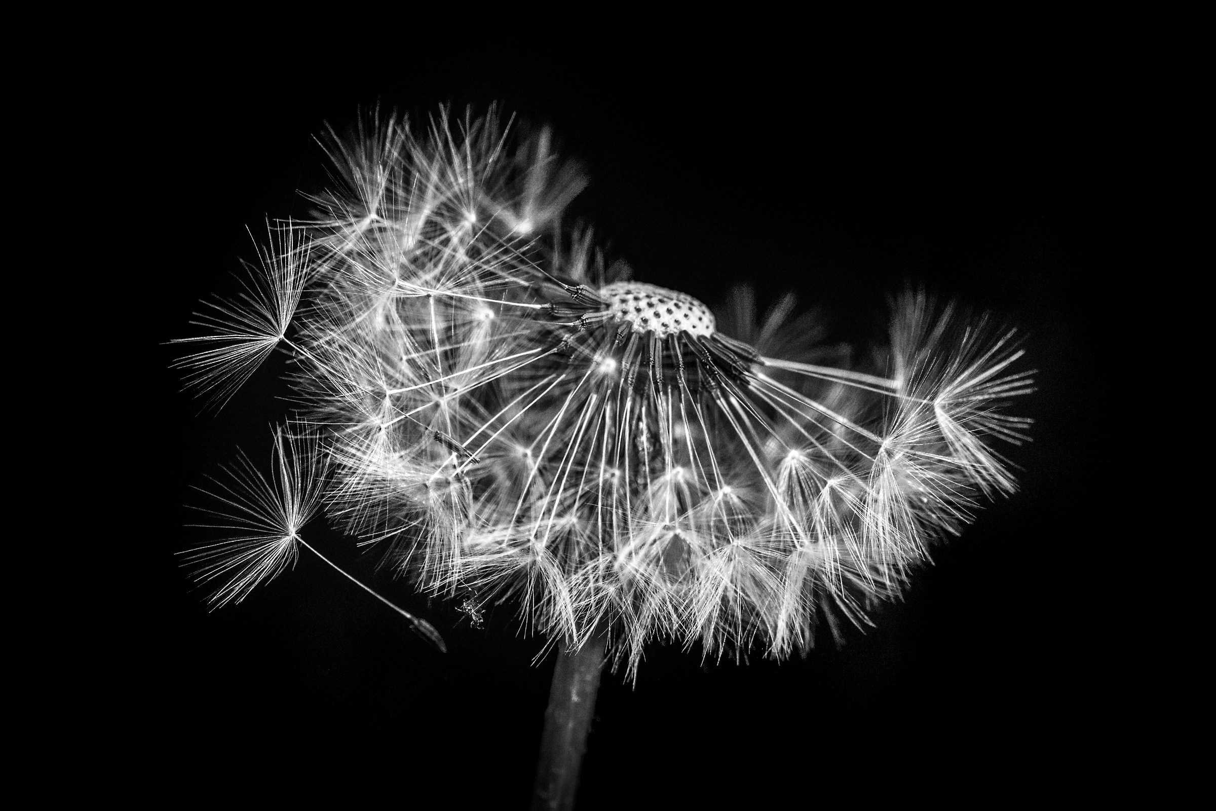 Dandelion Clock