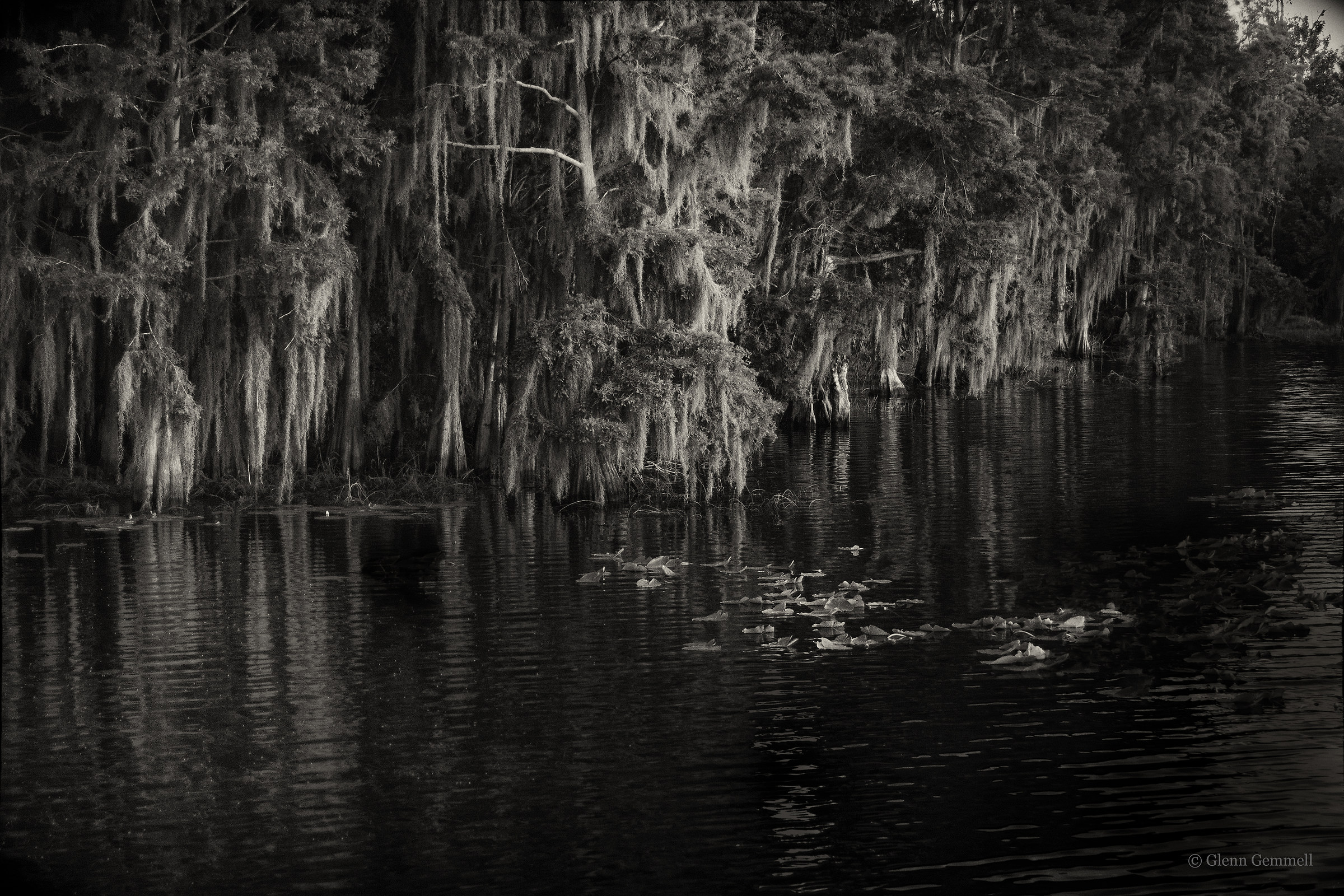 Cypress Trees, Moss, Water Lilly and black water