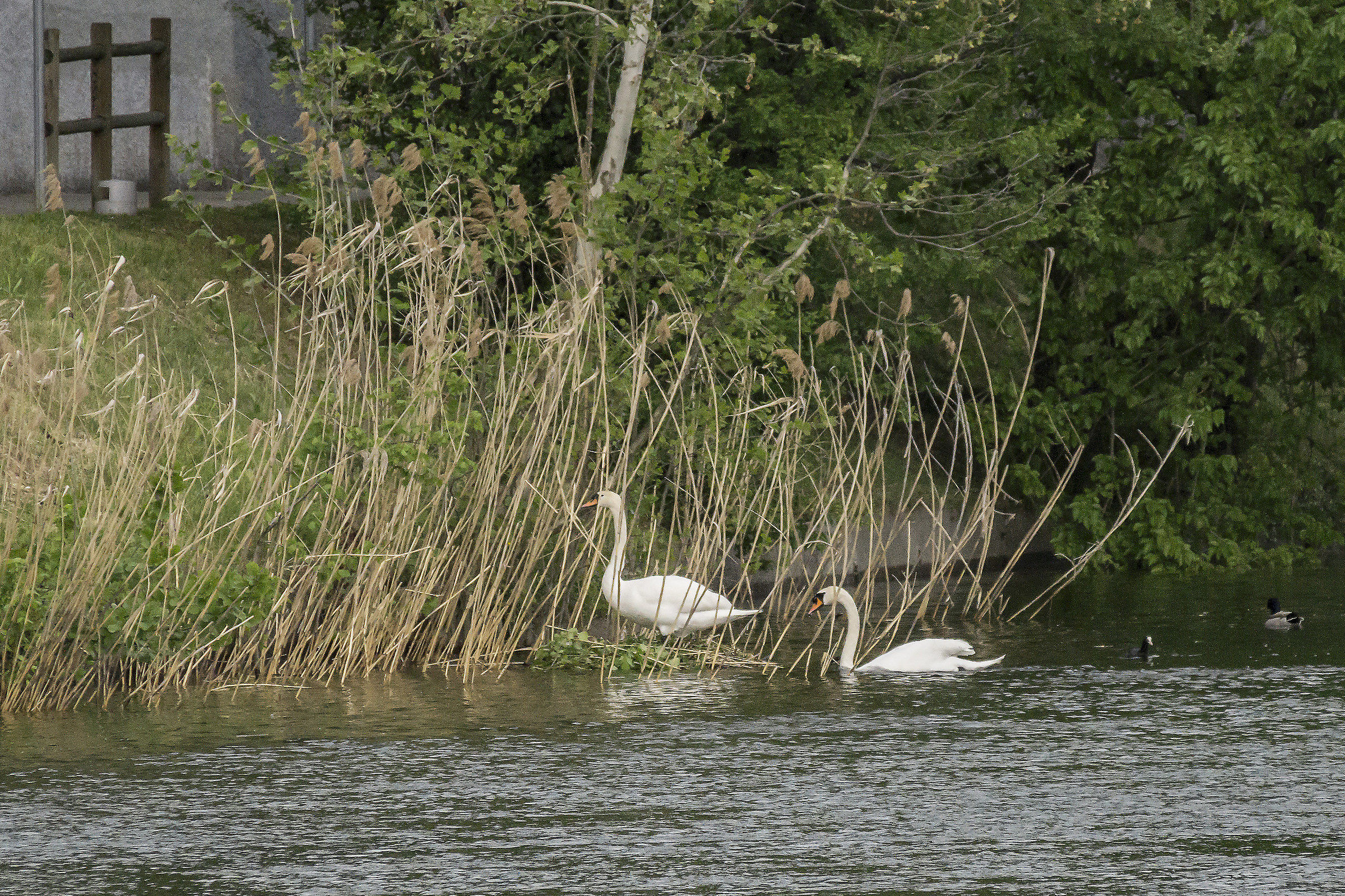Swans ' Nest-Monday 30 April 2018, 17:54