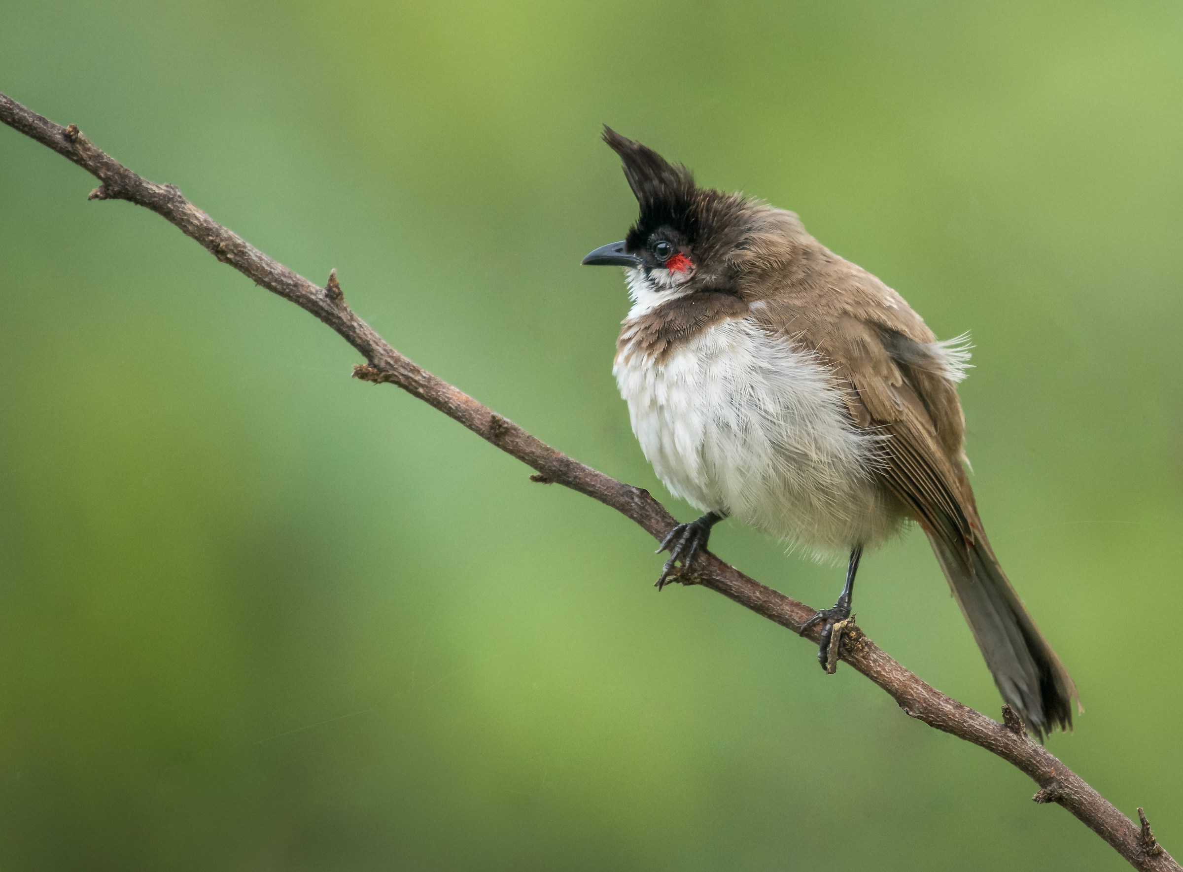 Red whiskered bulbul