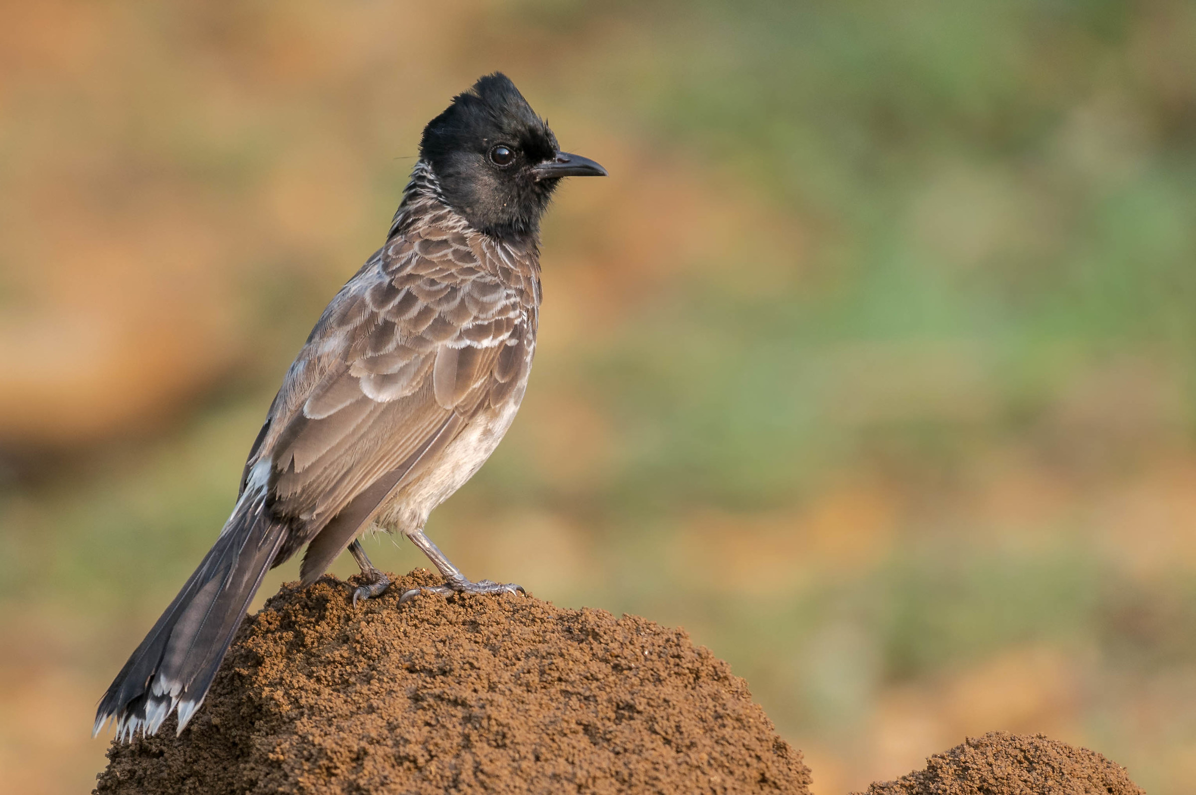 Red vented bulbul
