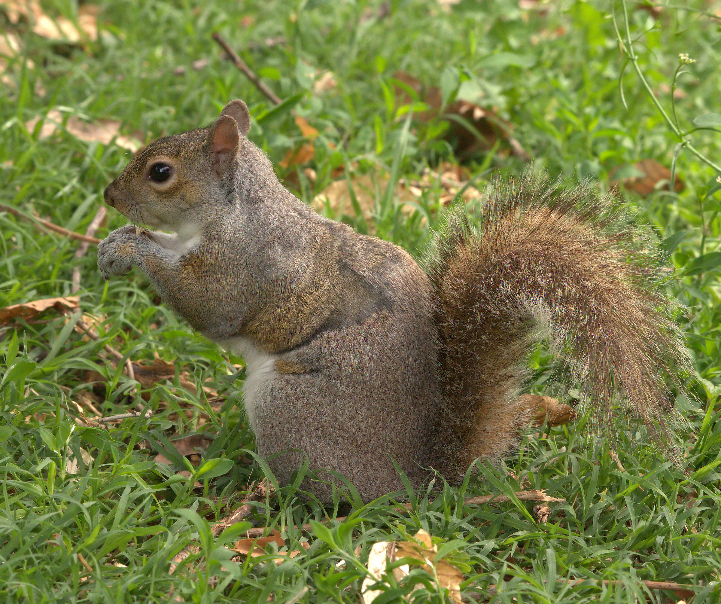 Squirrel