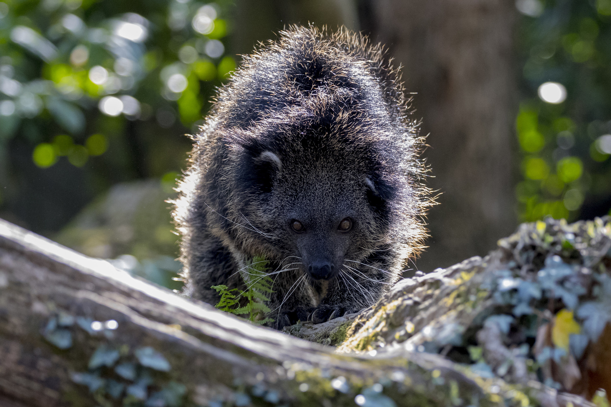 Binturong