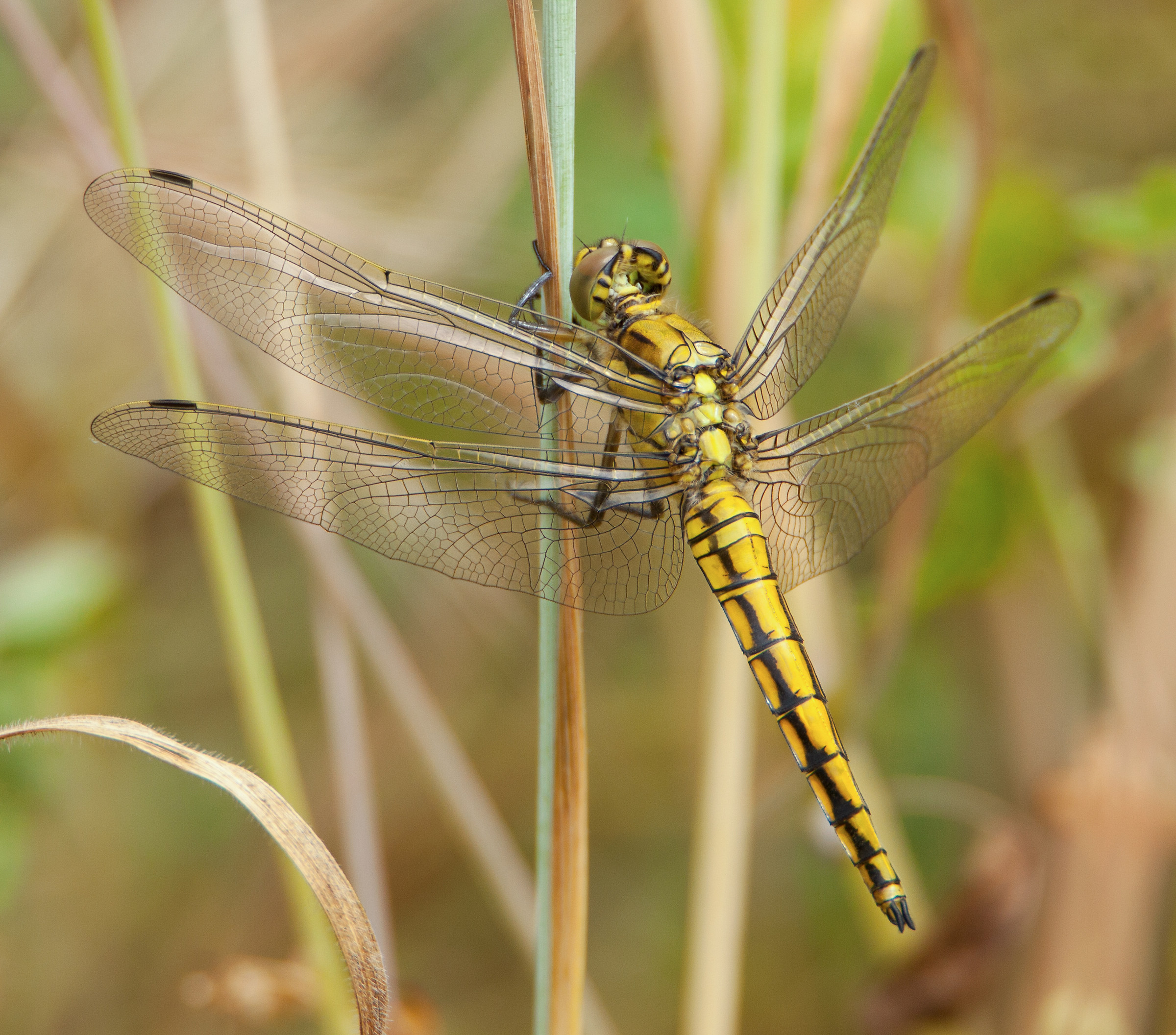 Dragonfly