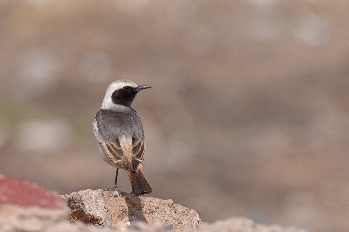 Monachella testagrigia