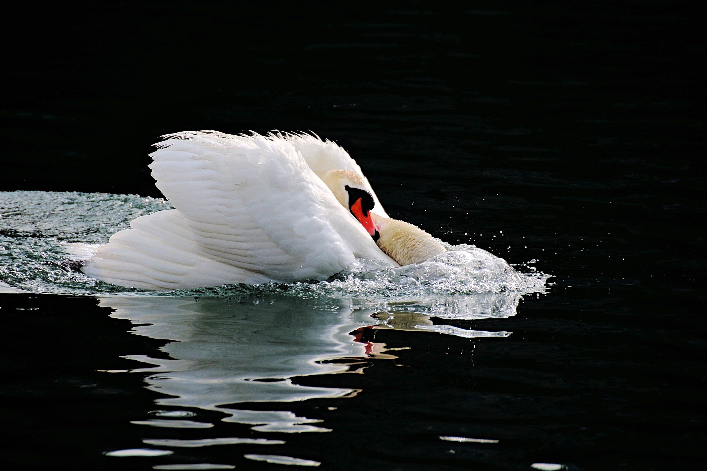 The elegance of the Swan