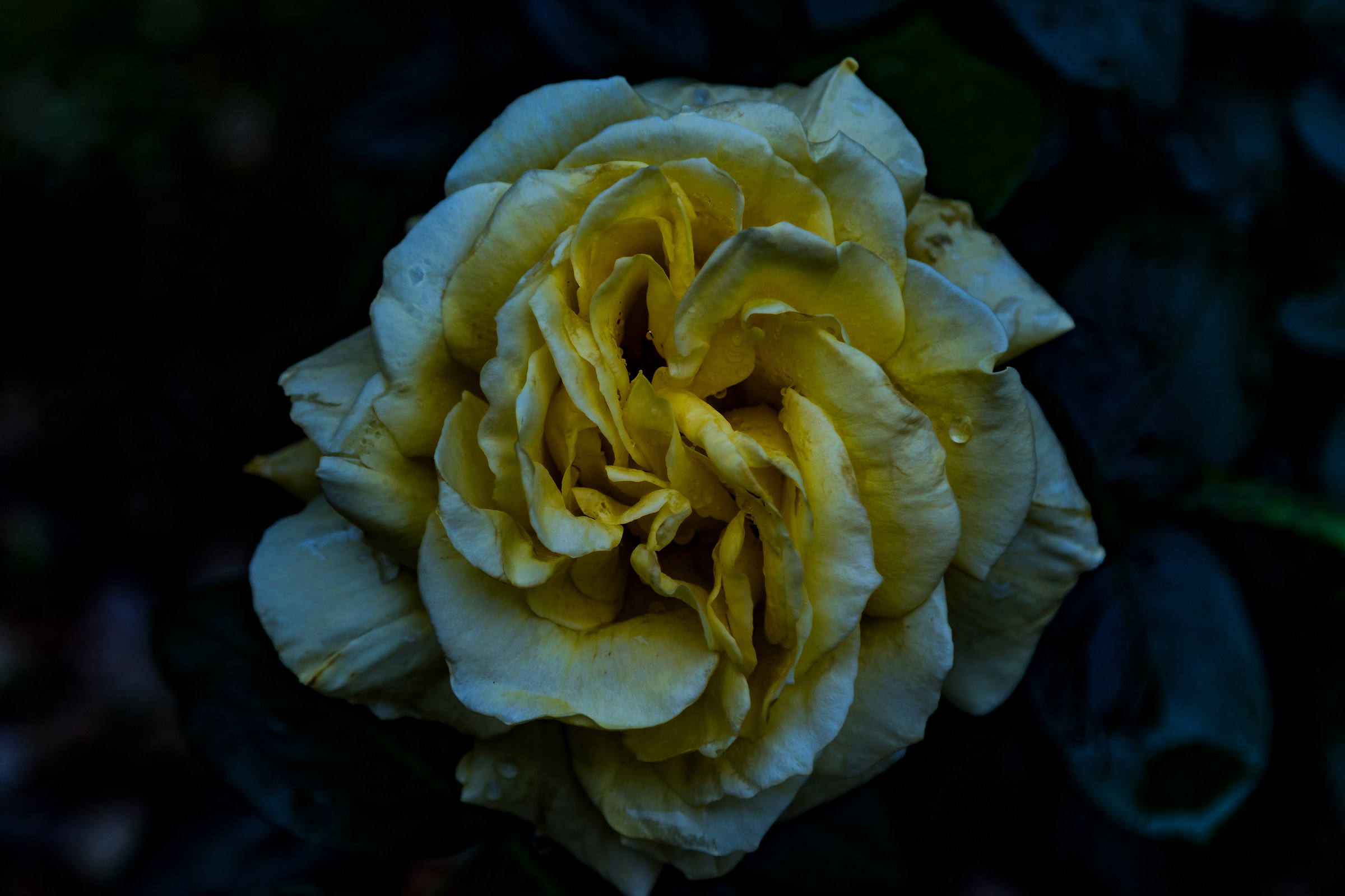 Semplicemente rosa 3