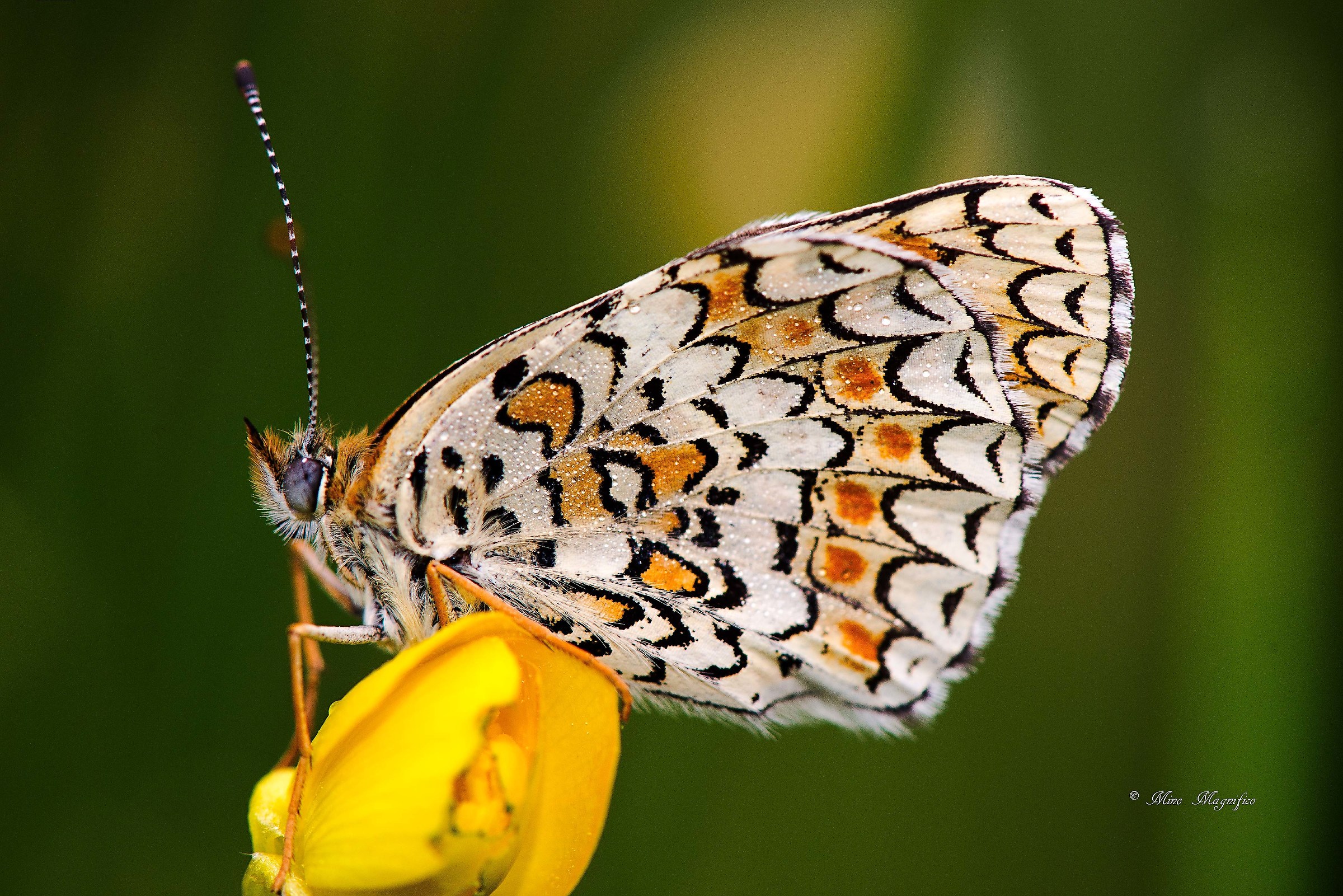 Melitaea Didyma