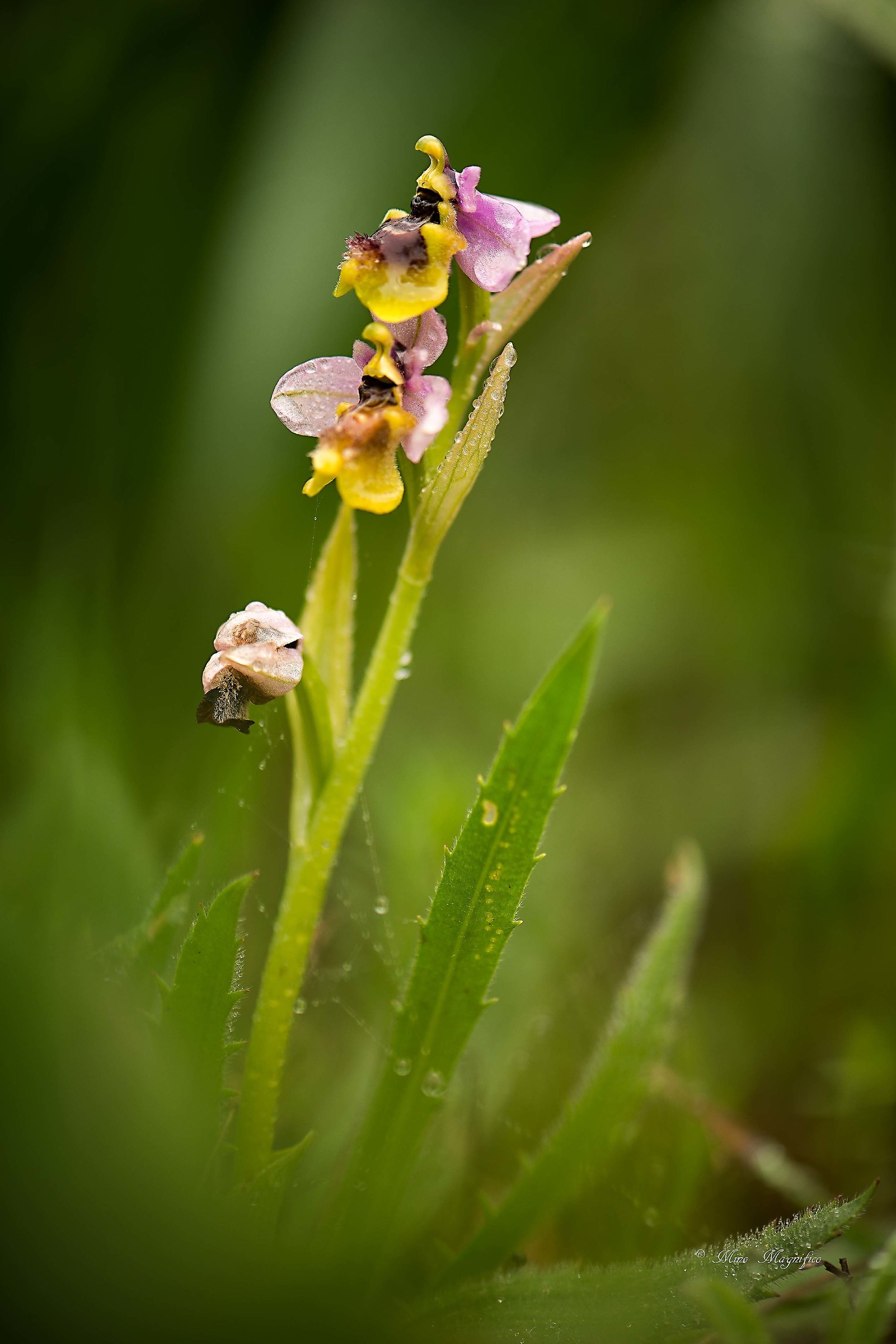 Orchidea