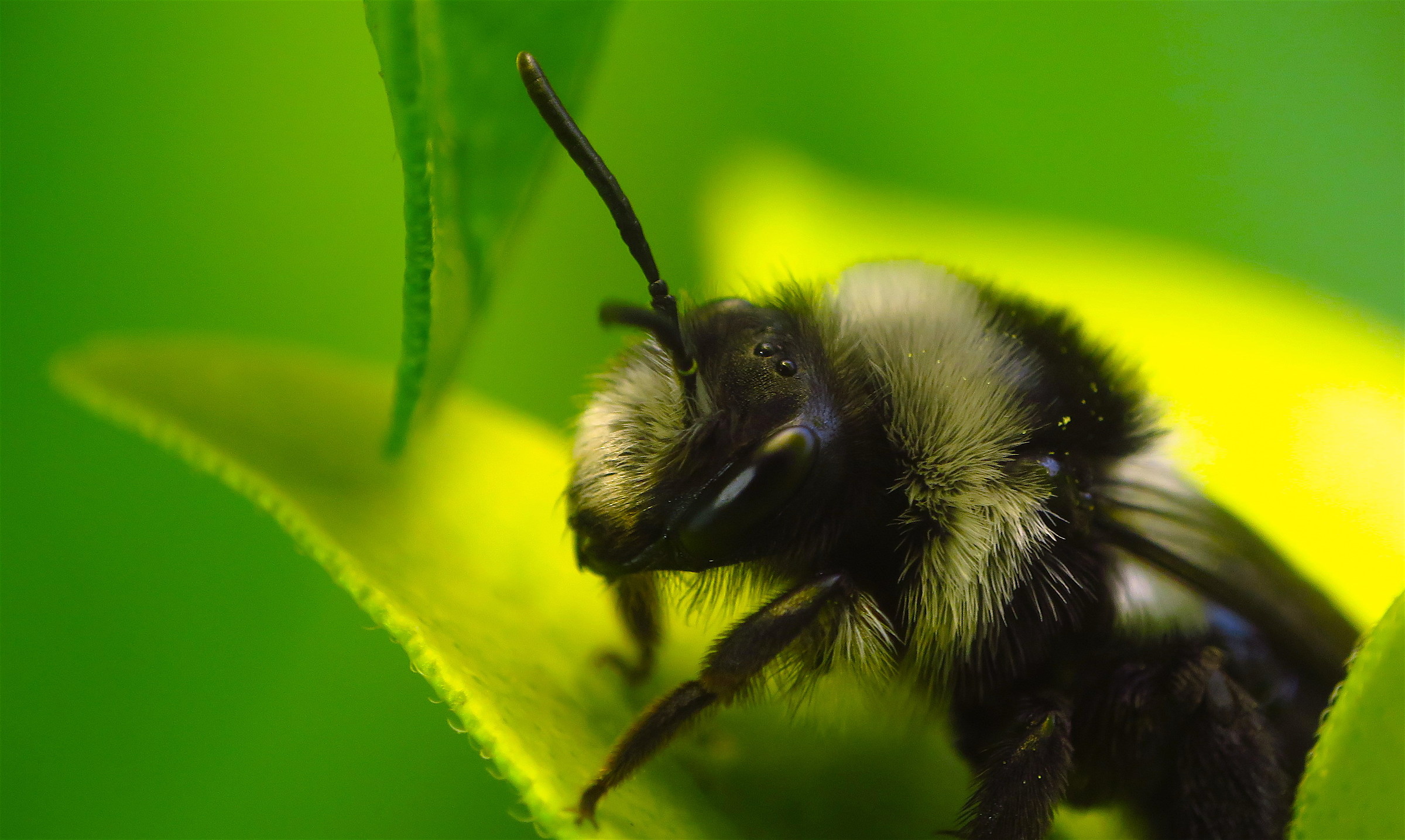 Andrena cineraria, the Ashy mining bee