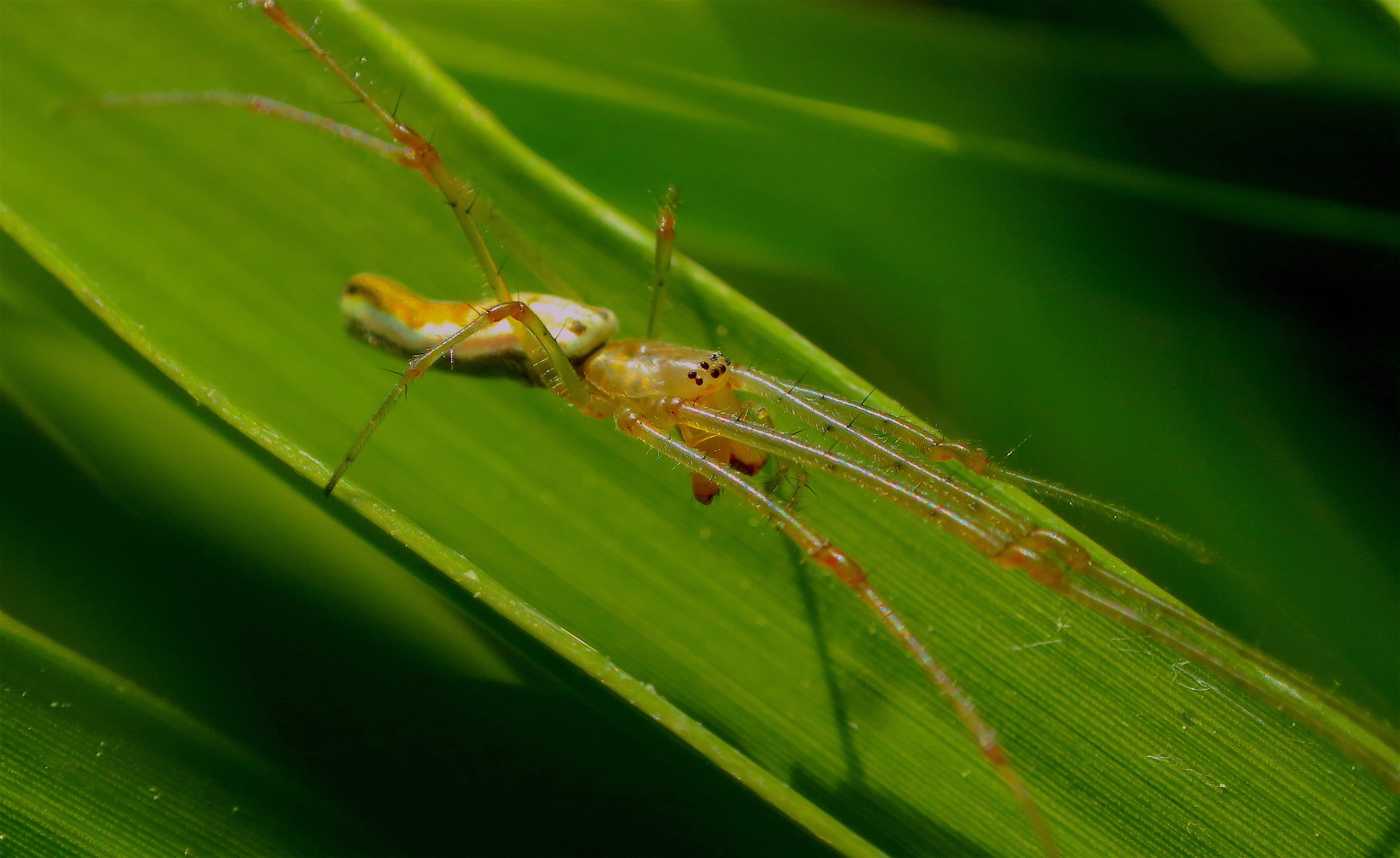 A long-jawed orb weaver (Tetragnatha species)