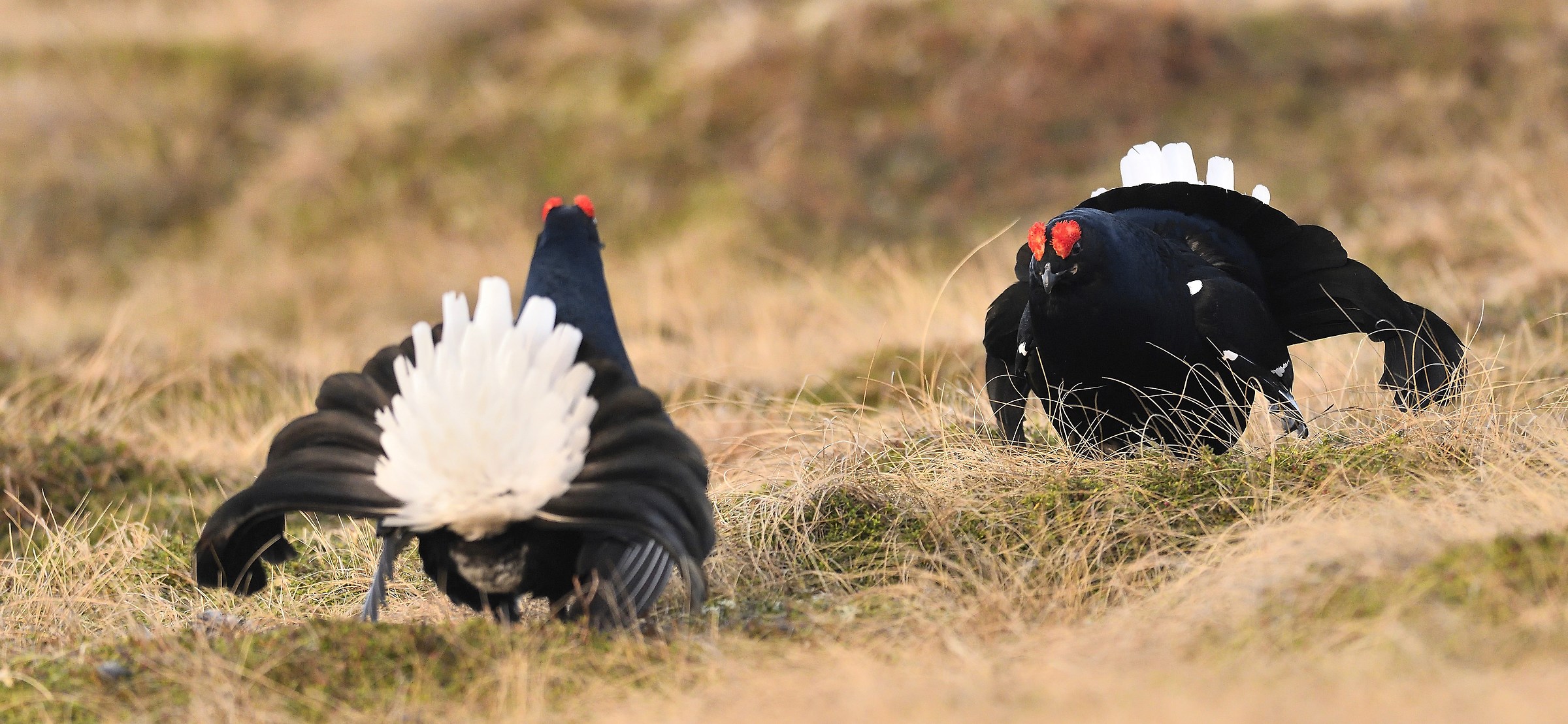 Clash between rivals