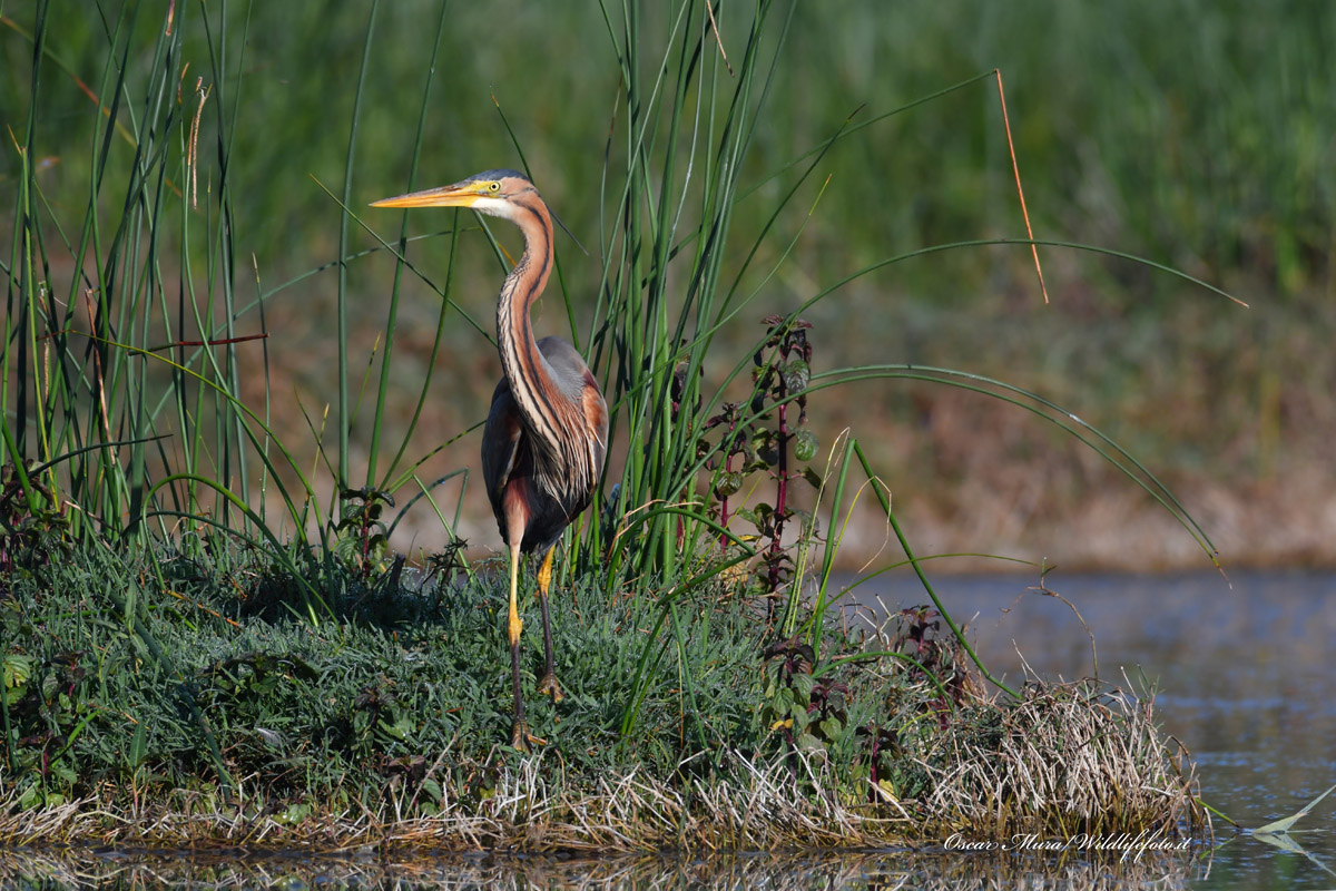 Red Heron