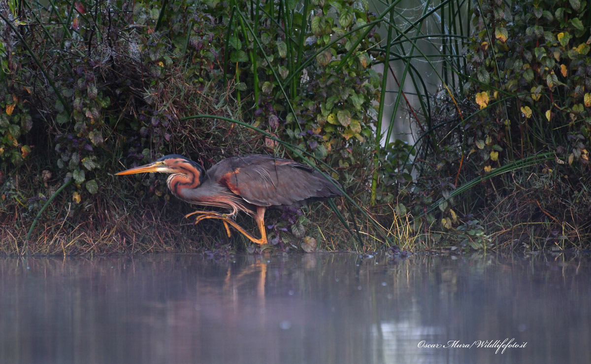 Red Heron