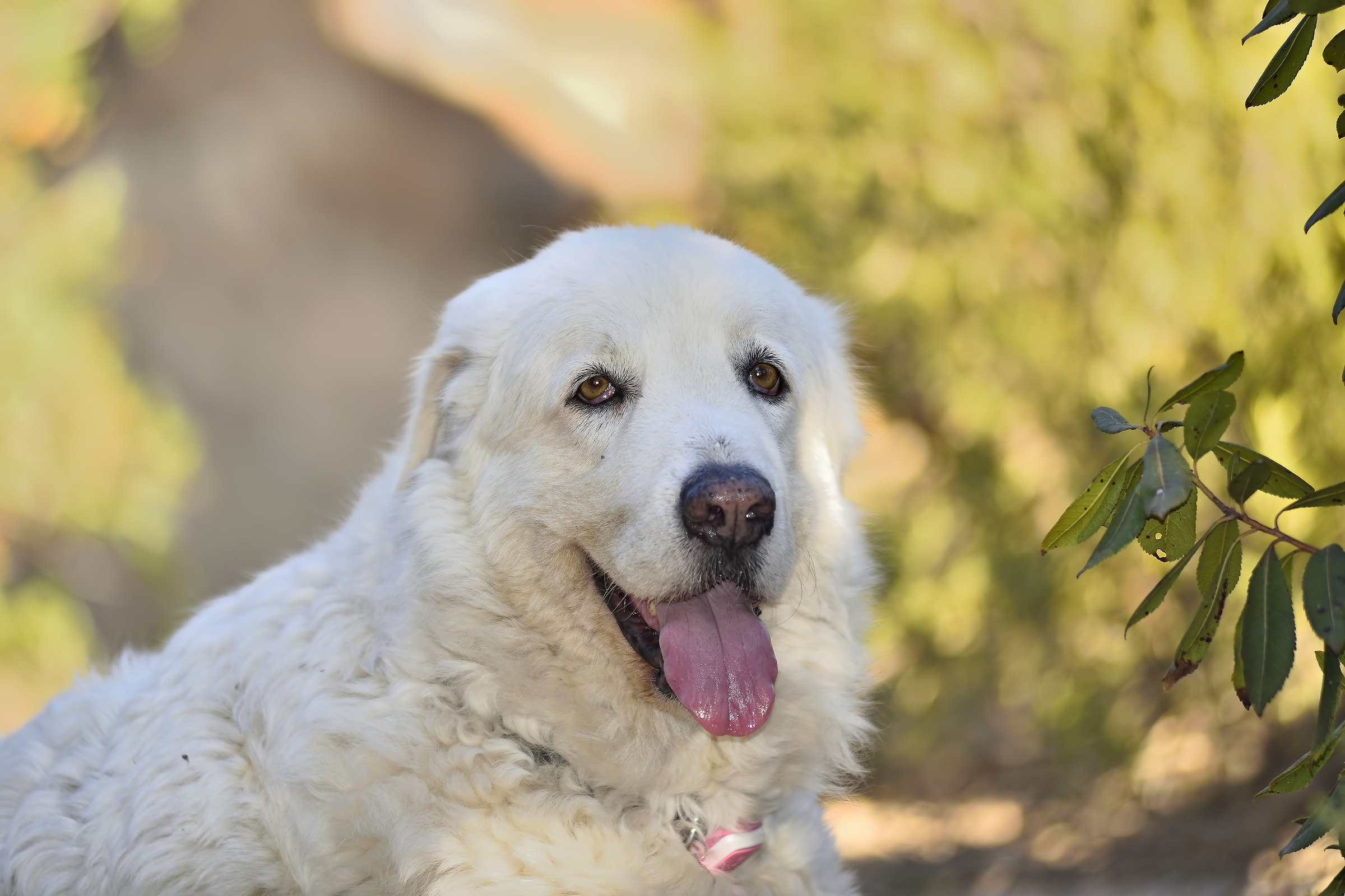 Mountain Dog of the Pyrenees or bear