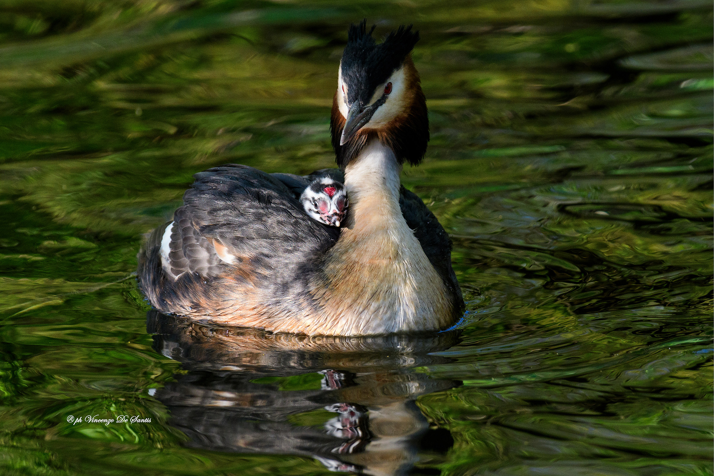 Mamma Svasso con piccolo