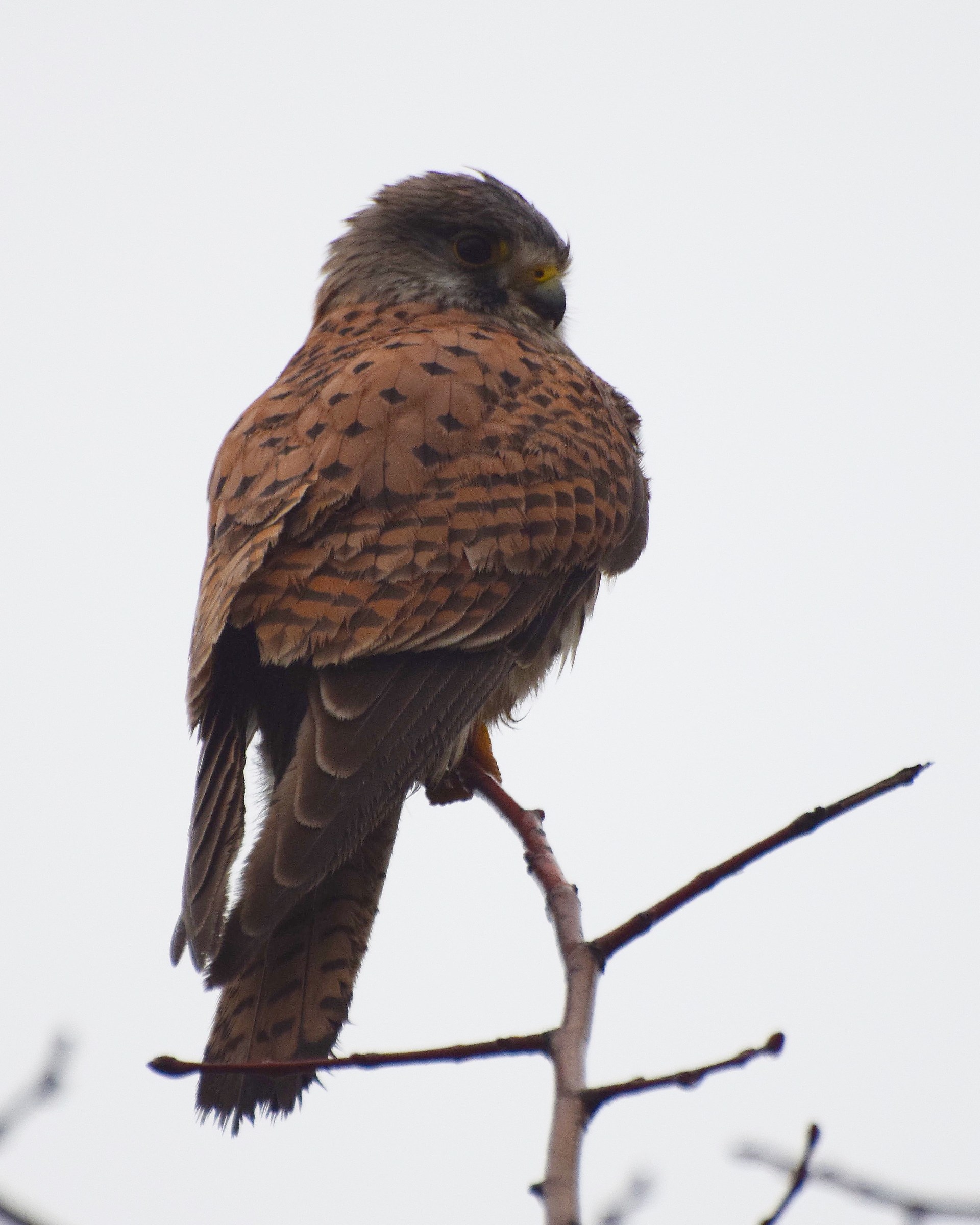 Kestrel