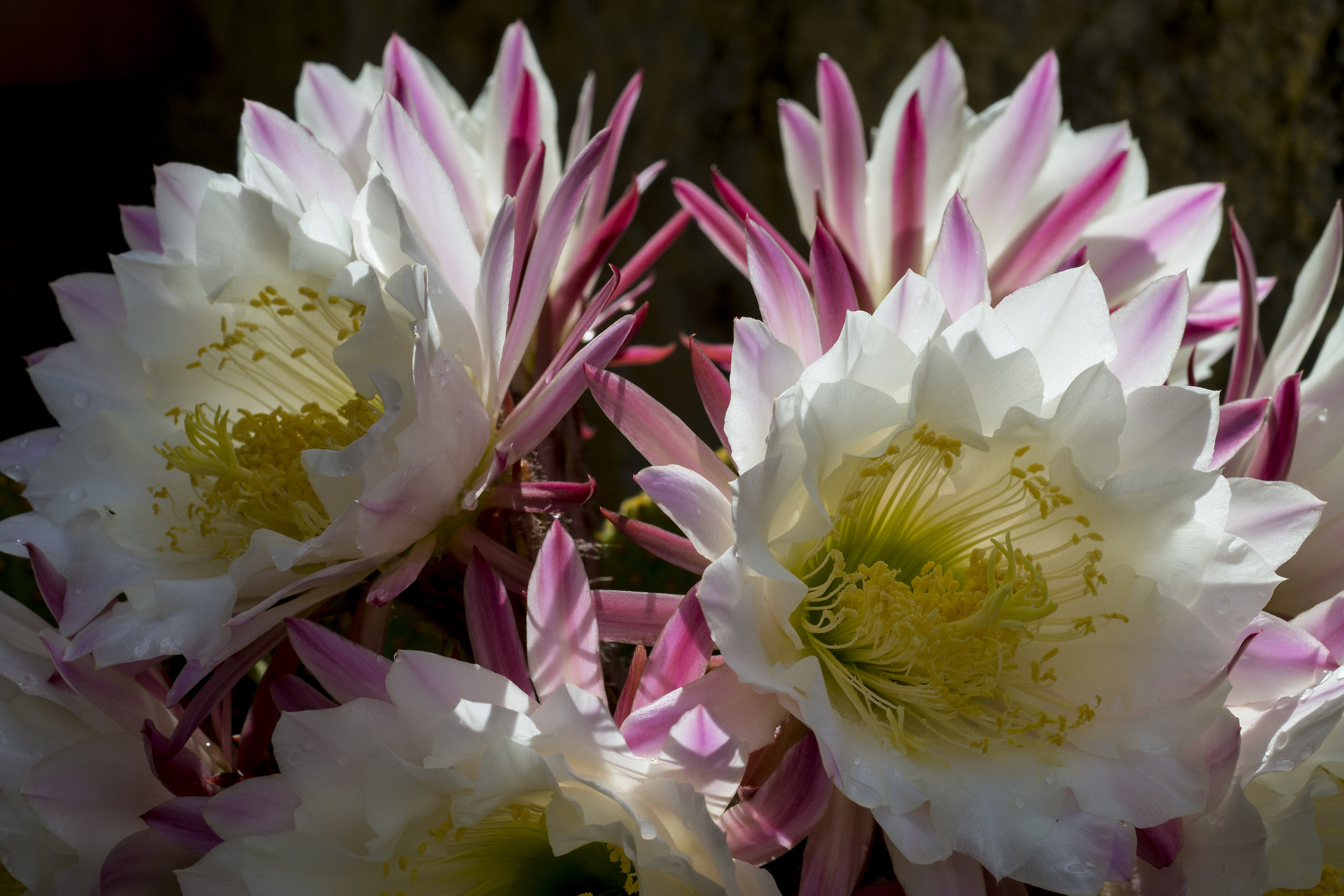 Fiori di cactus appena sbocciati