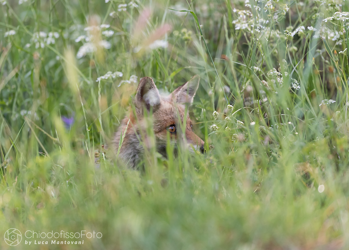 Volpetta in agguato tra le erbe