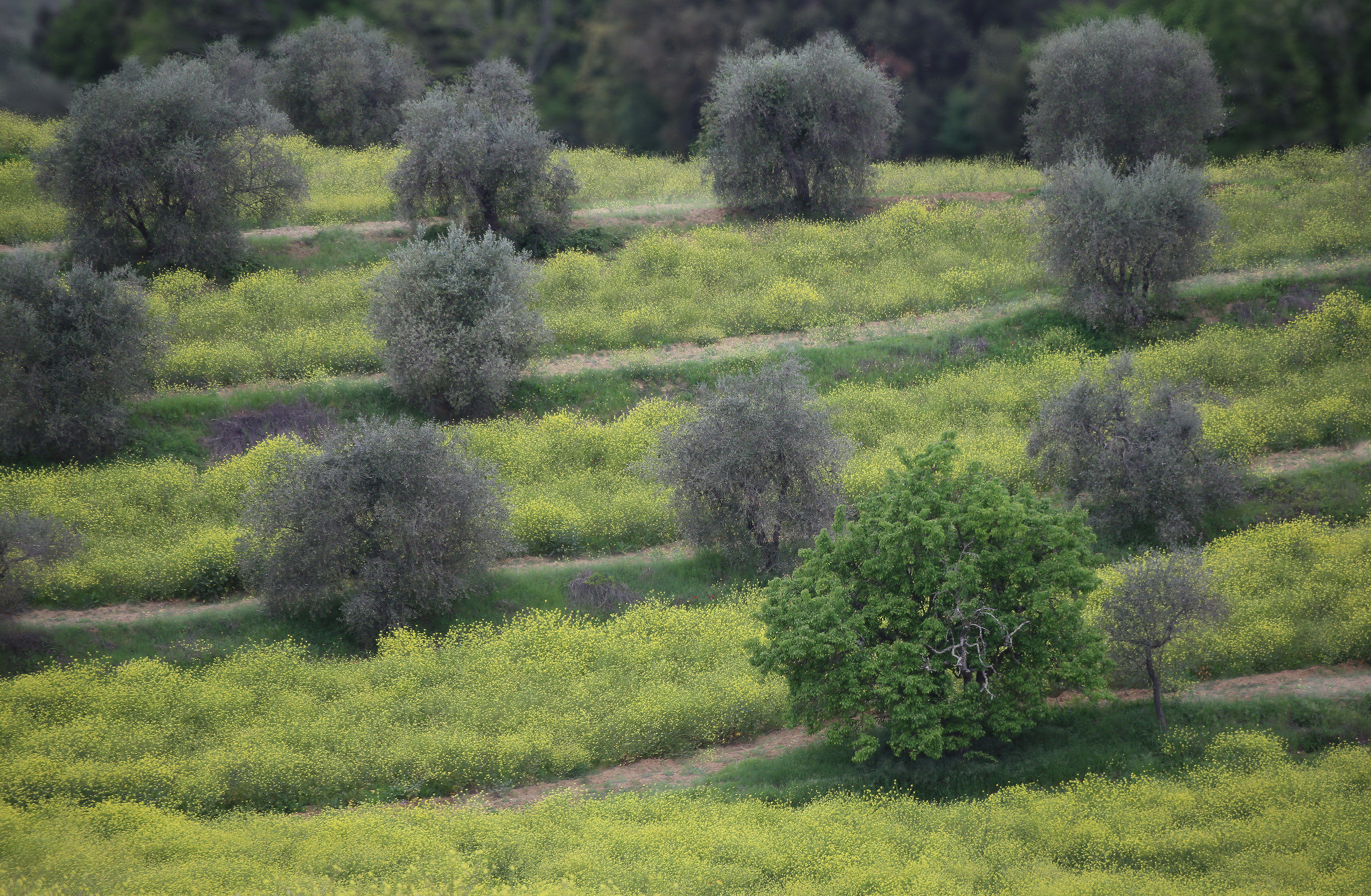 noce ulivi e fiori gialli