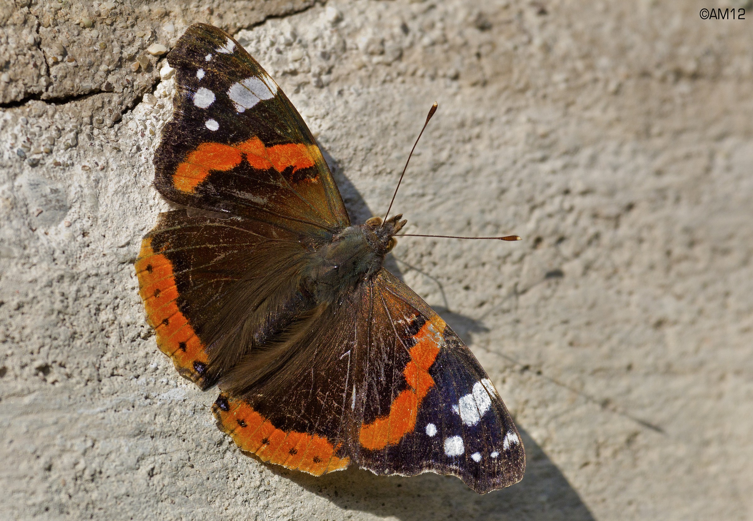 The butterflies in my garden