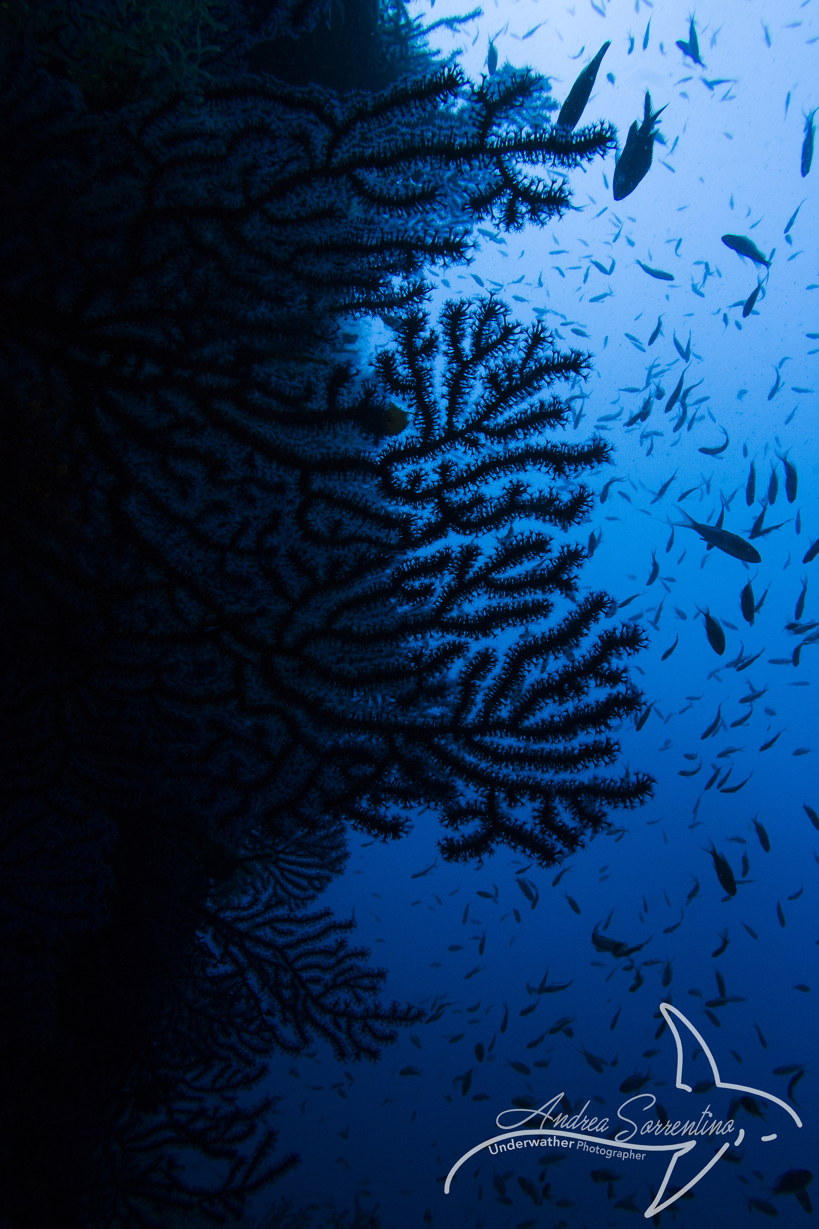 nel blu dipinto di blu