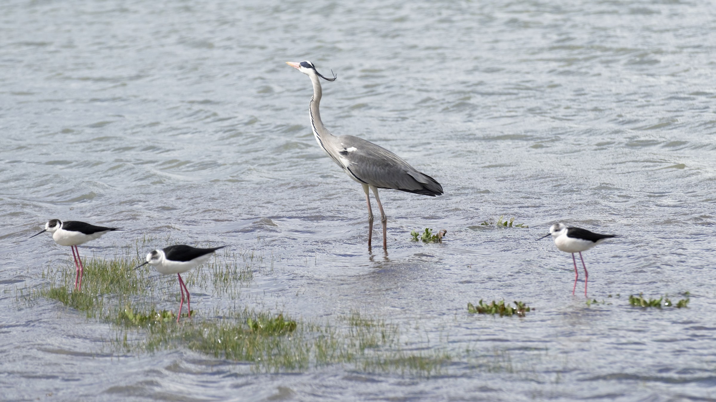 Grey Heron and Knights of Italy