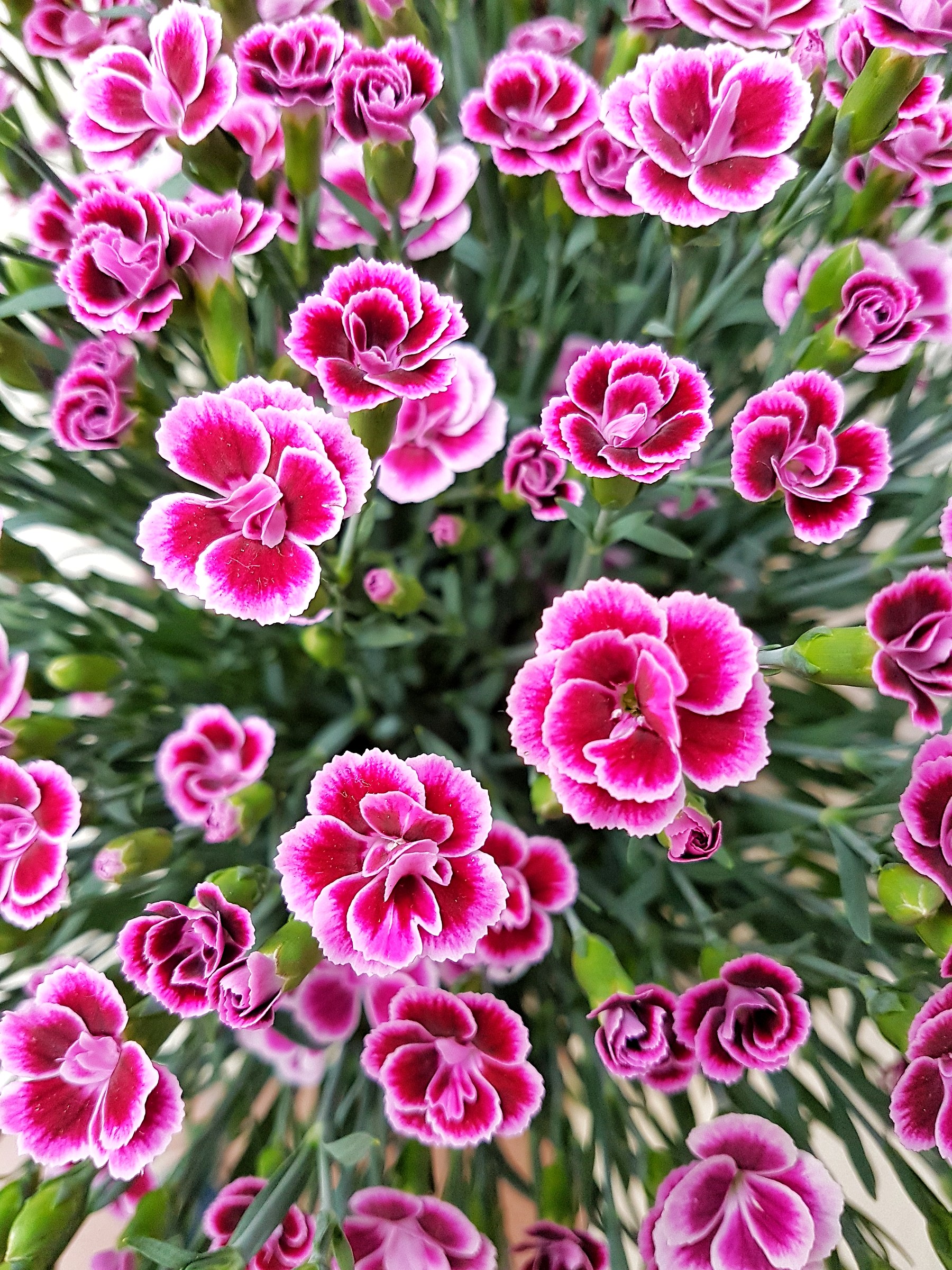 Dianthus Caryophyllus