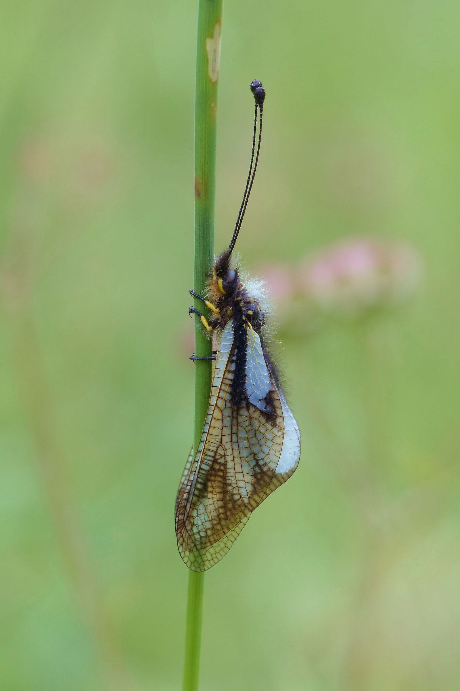 Libelloides coccajus (Denis et Schiffermuller, 1775)
