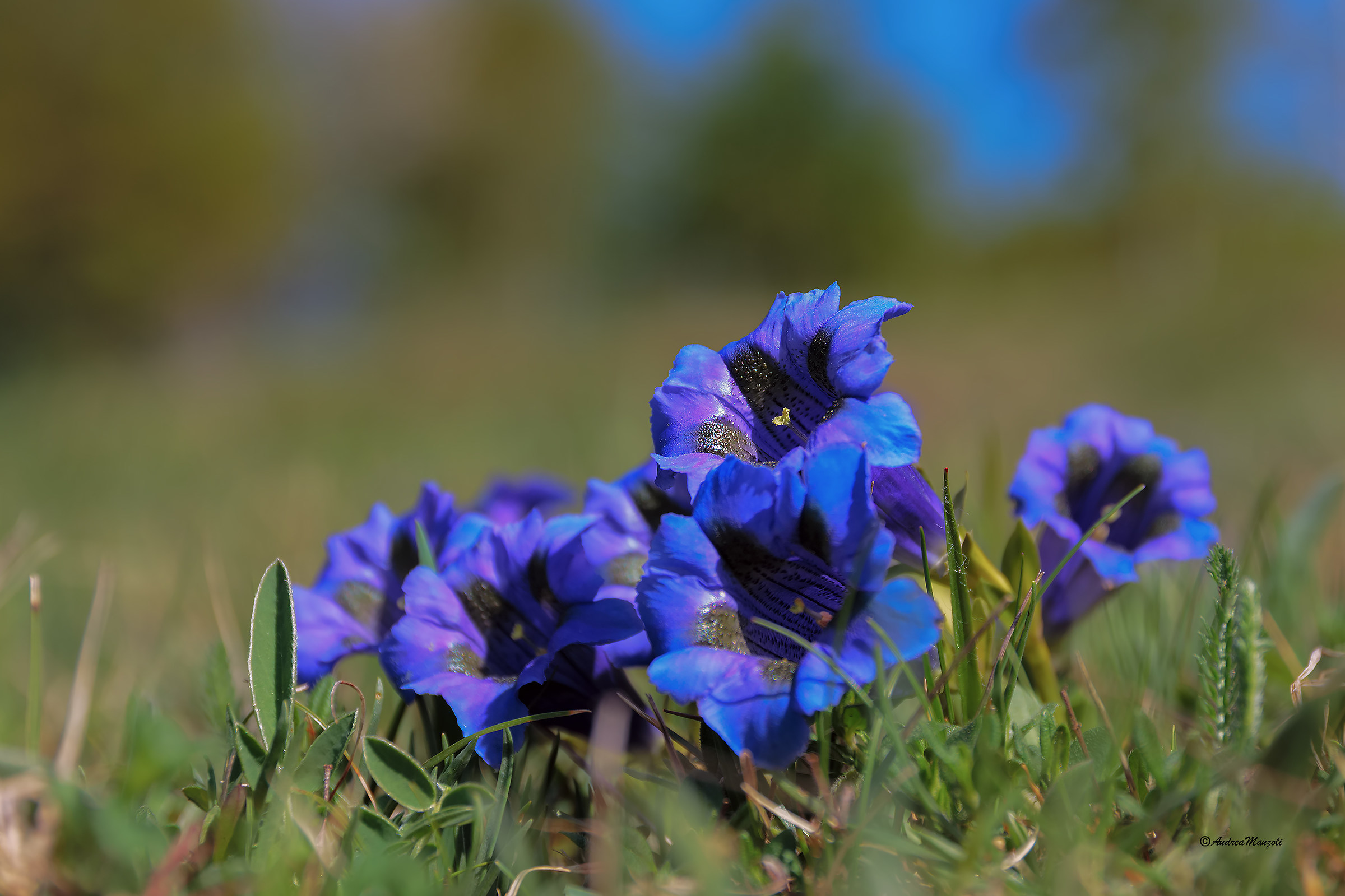 Genziane della Val d'Aveto