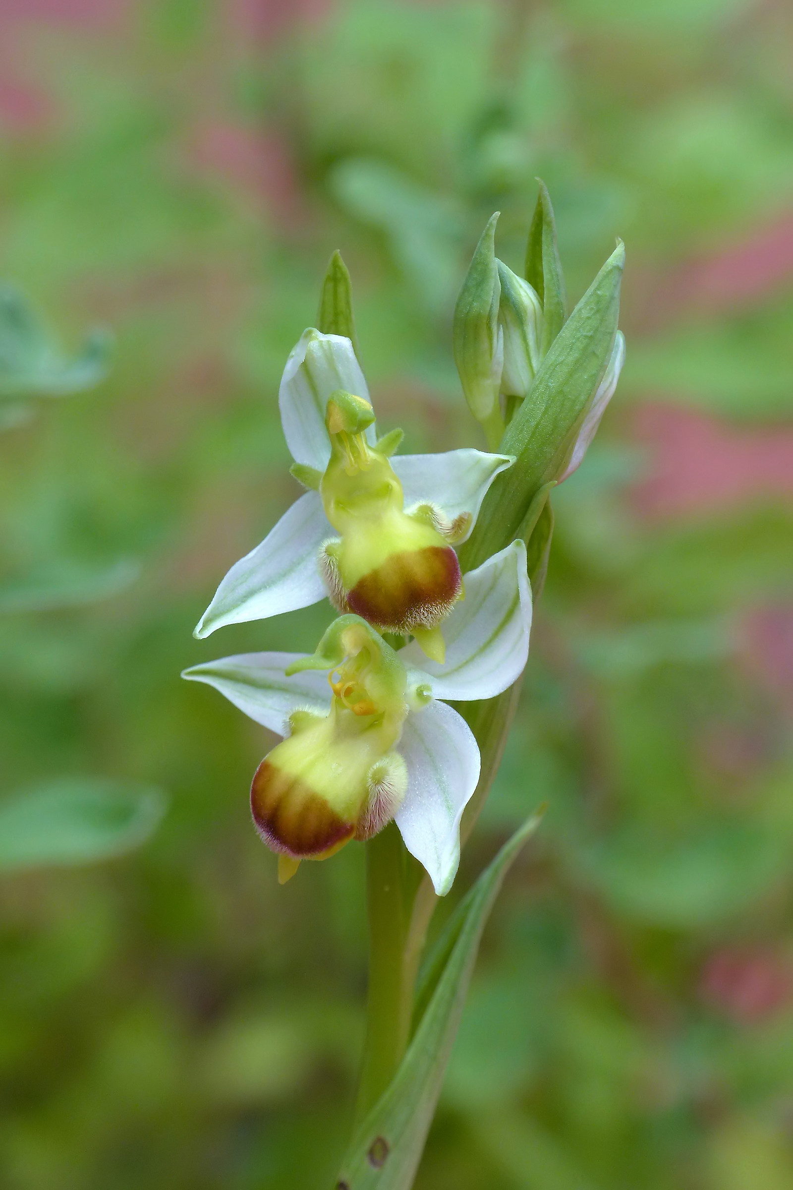 Ophrys apifera bicolor