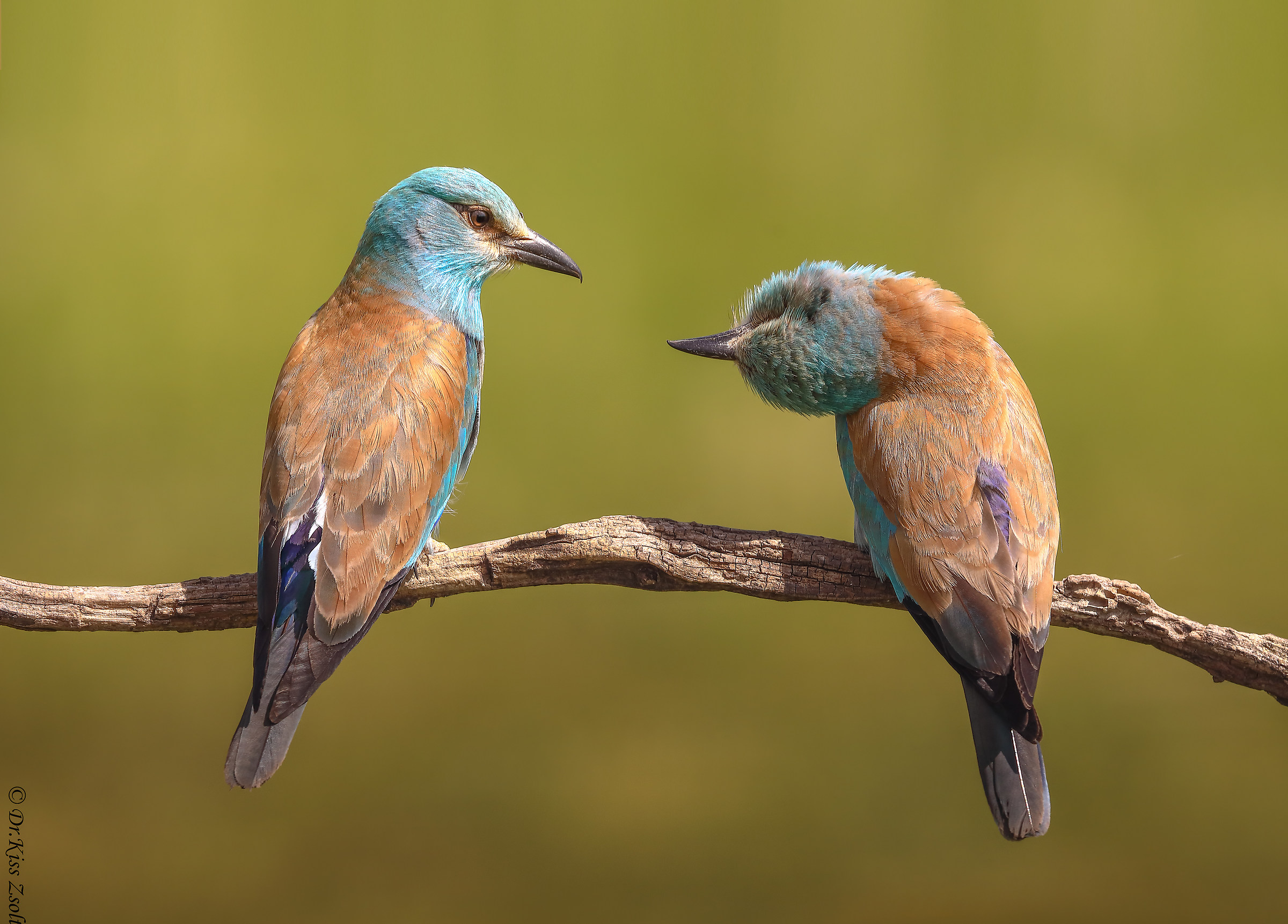 Per favore... lo farai per me?